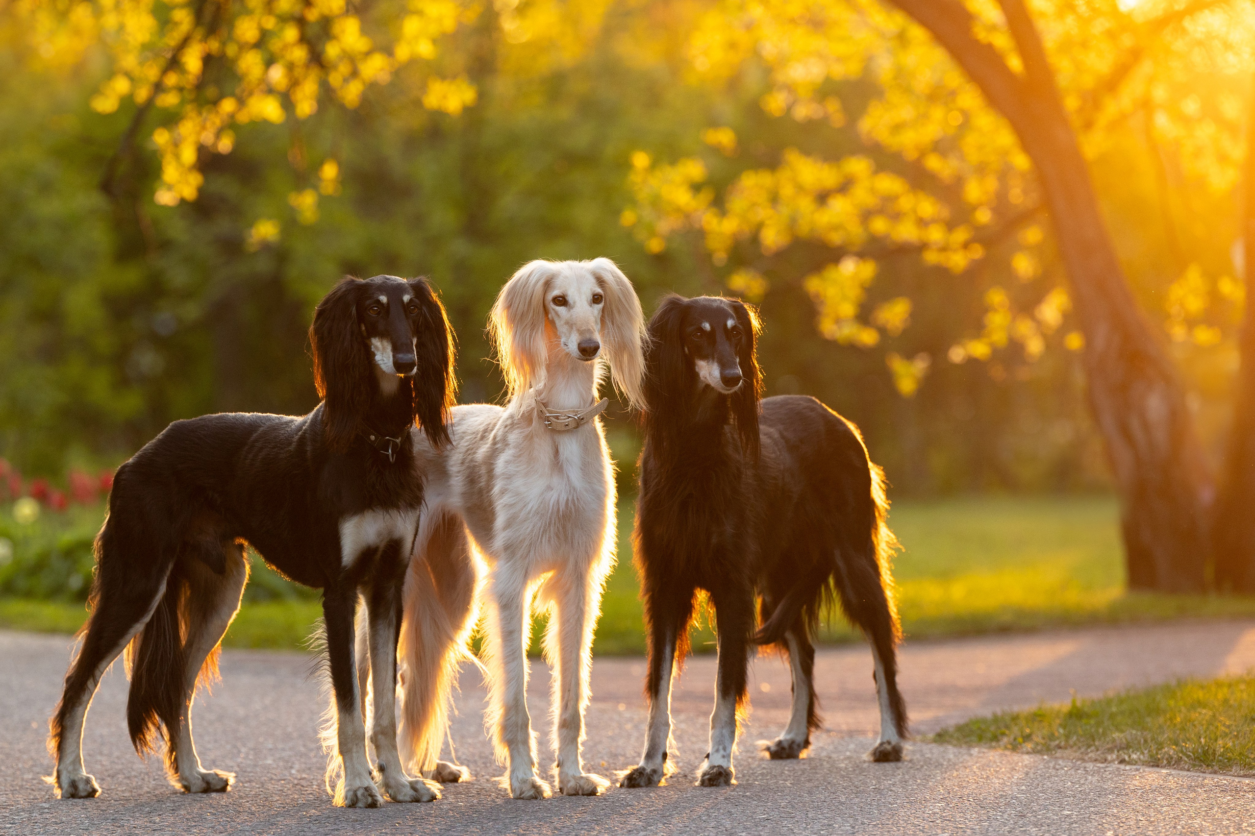 Съёмки собак на природе. Фотограф-анималист Natalia Deingel | Фотосъемка собак в Москве