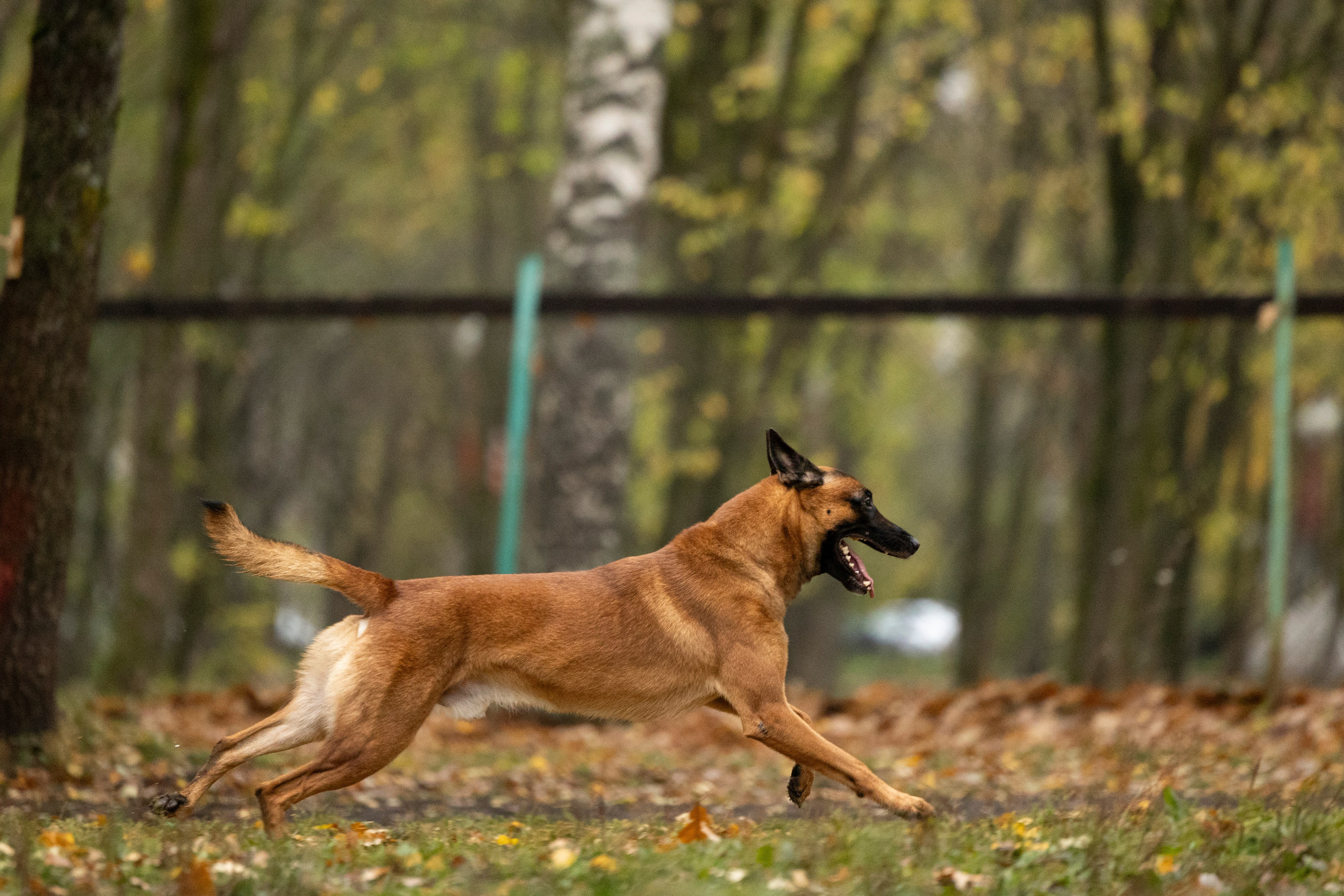 Соревнования по Мондьорингу г. Вологда. Фотограф-анималист Анна Маринич