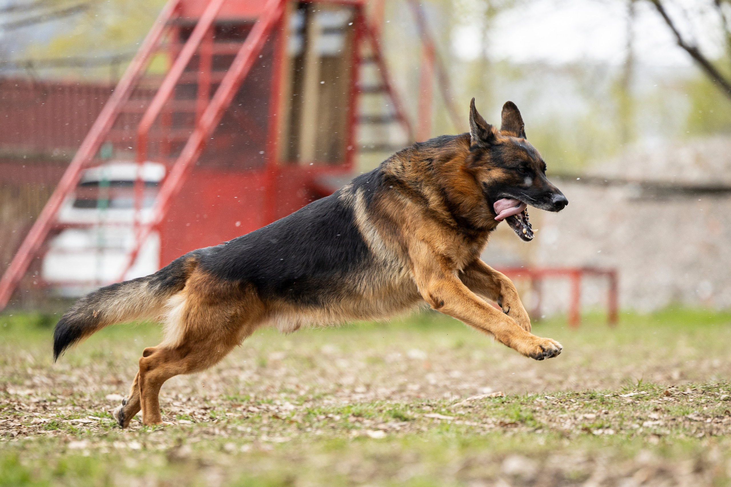 Квалификационные состязания по мондьорингу г. Вологда 11.05.24. Фотограф-анималист Анна Маринич