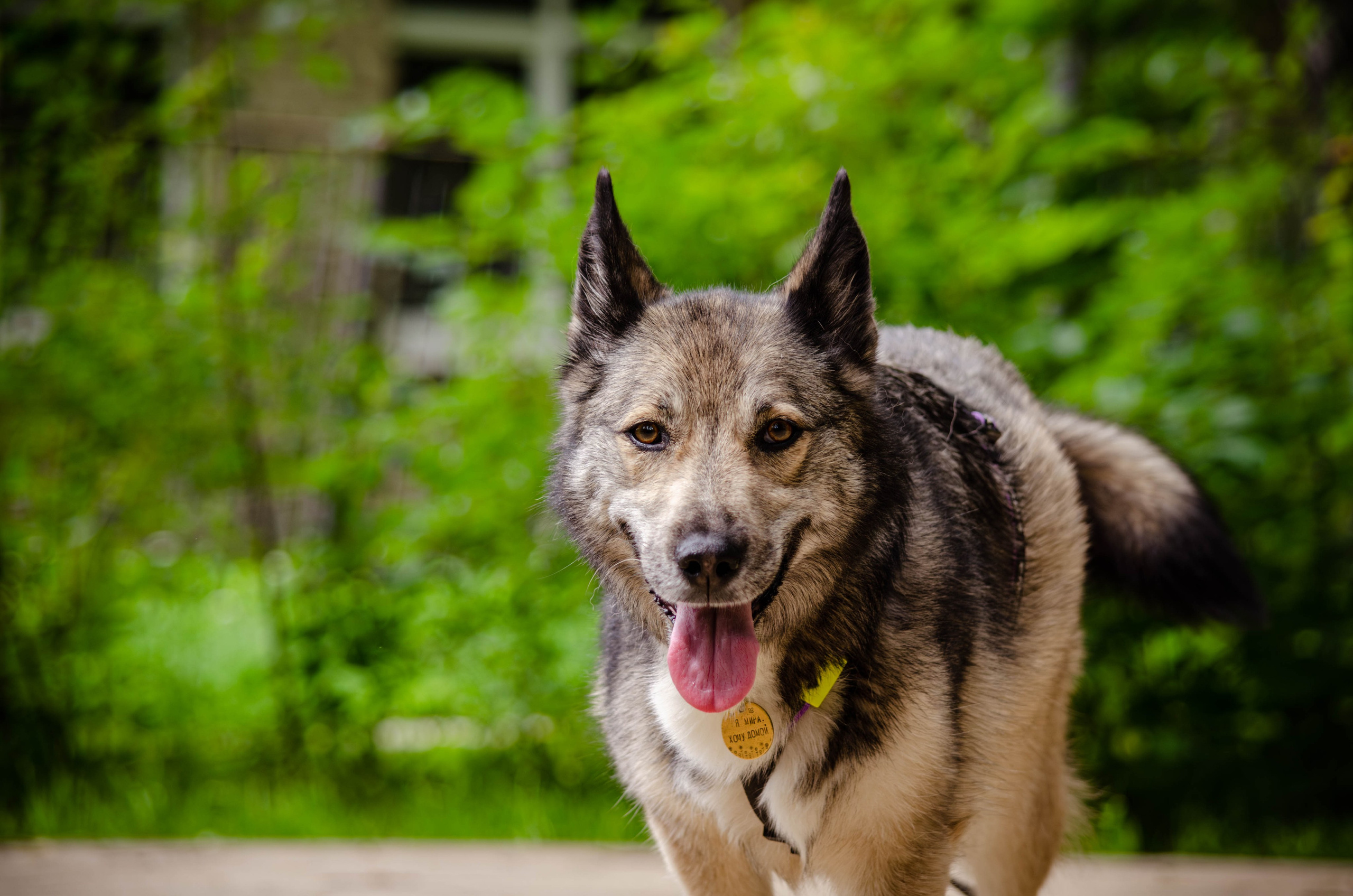 Мира и Чиж. Фотограф Светлана Блинова, Москва и Московская область