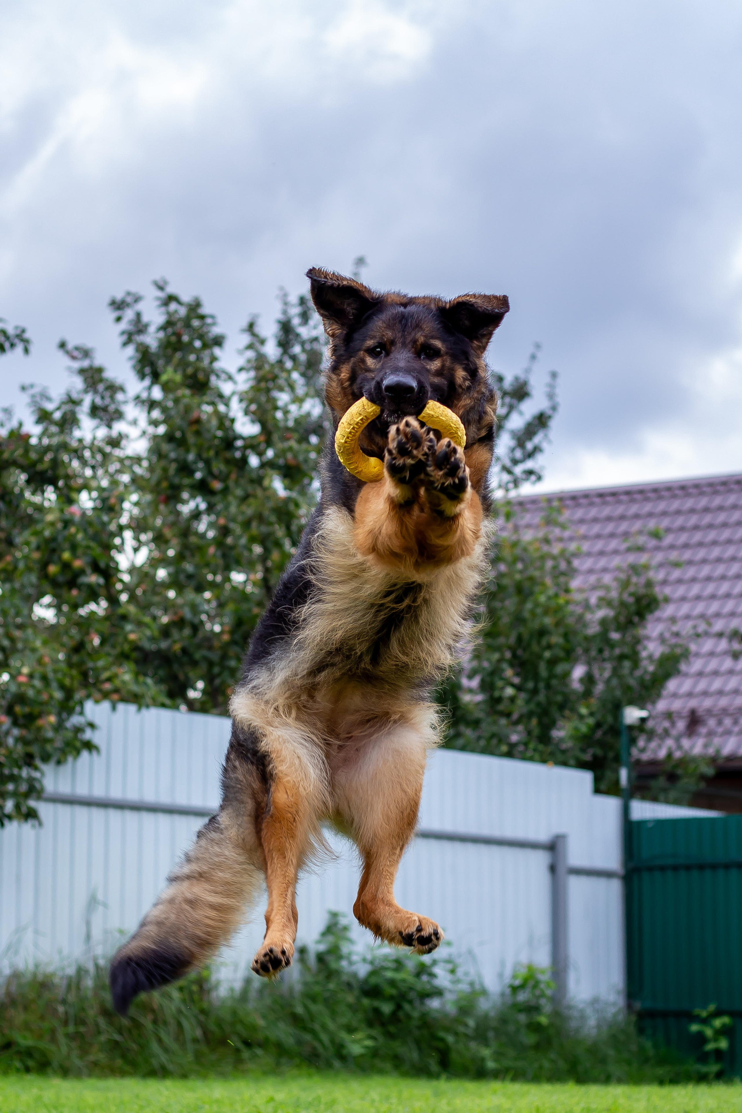 Собачья жизнь — Зоогостиница «Счастливые мечтатели». Фотограф • Орехово-Зуево • Балашиха • TEFO