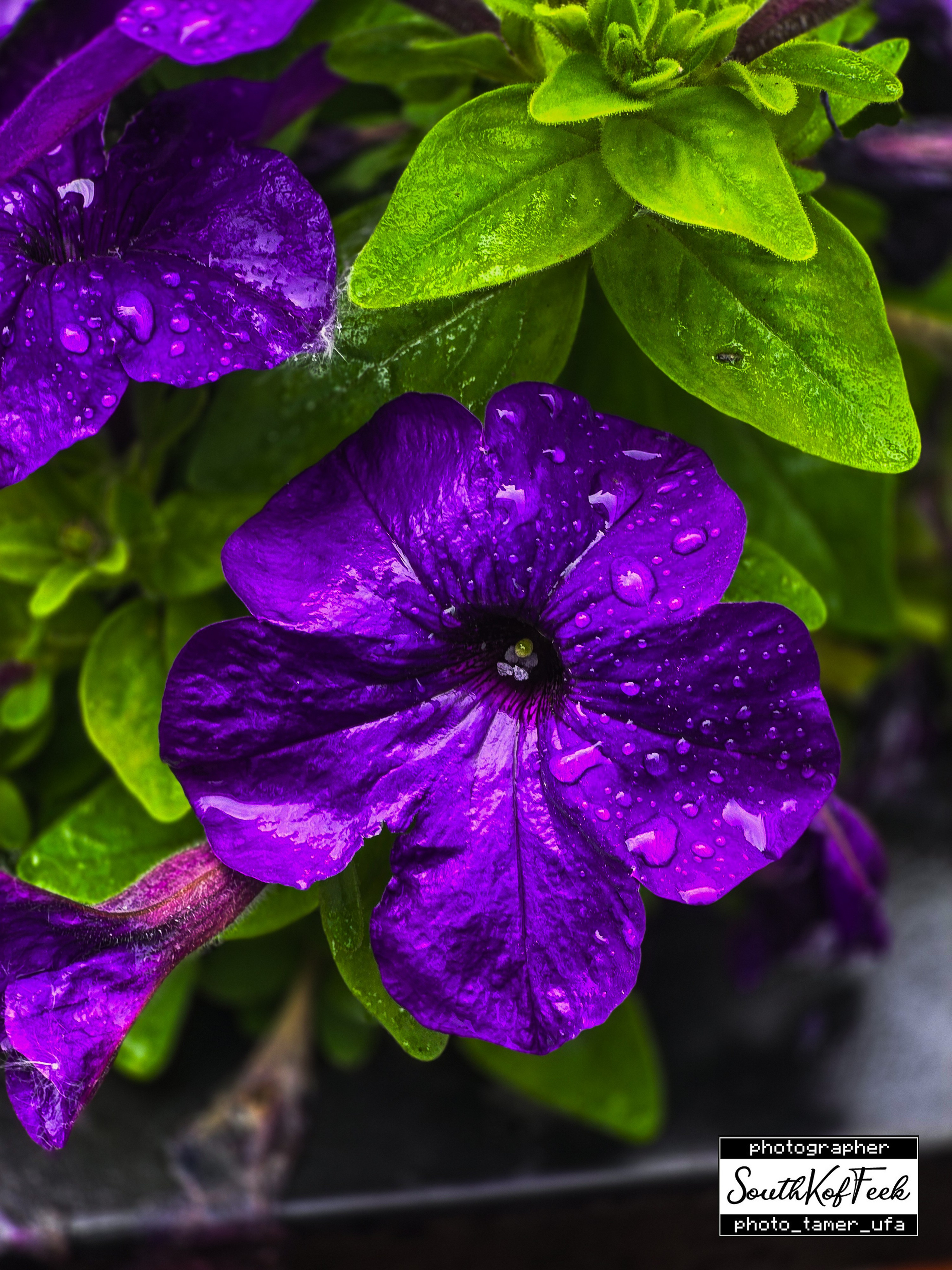 Цветы?. Photo Tamer Ufa