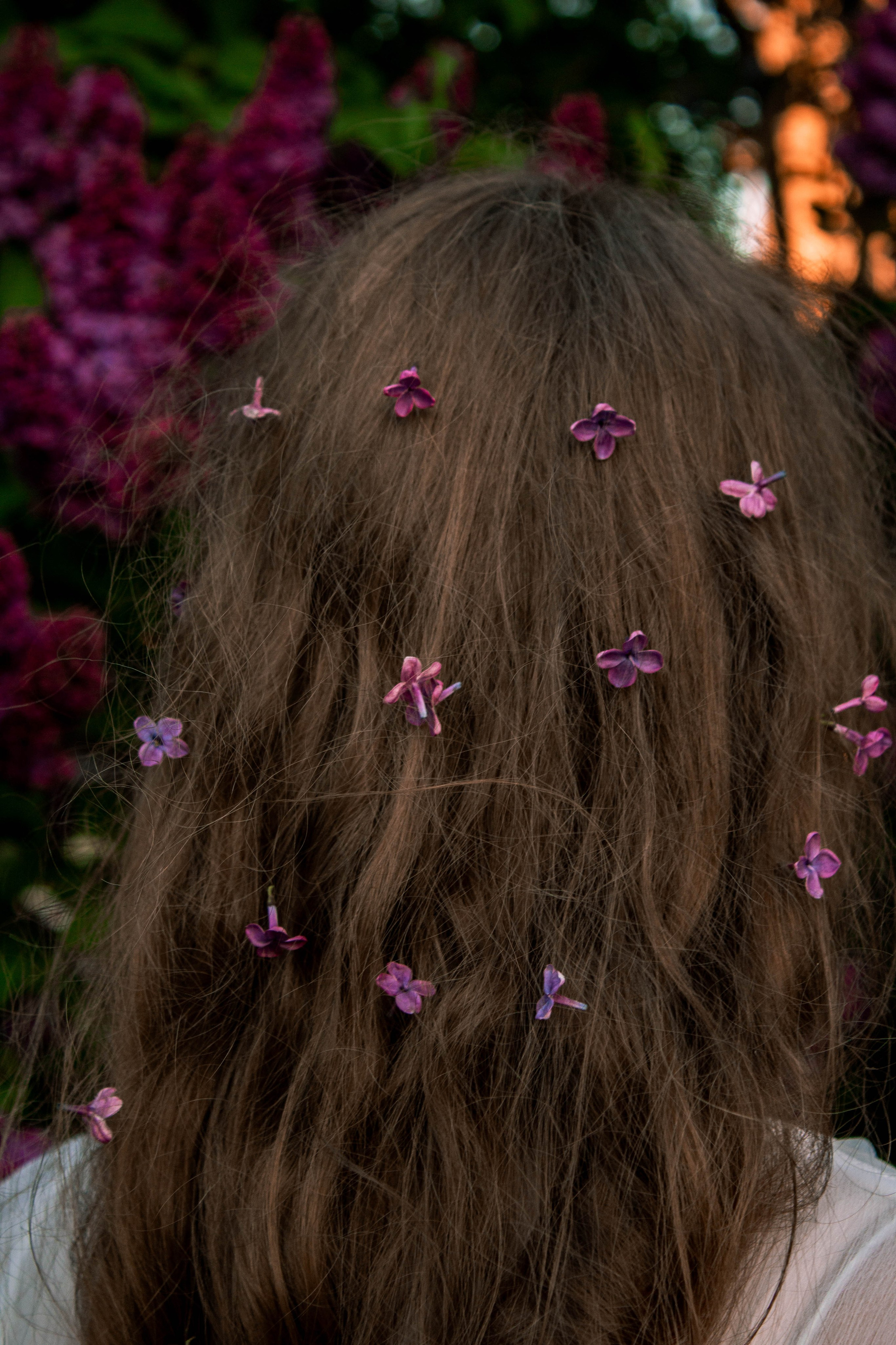 Сирень. Карпогоры, Санкт-Петербург