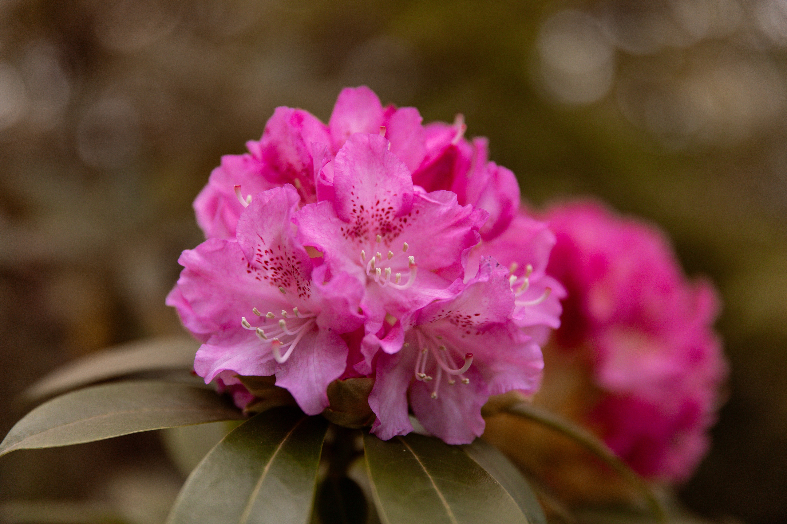 Мама и дочь оранжерея. Свадебный и семейный фотограф Москва и Московская область