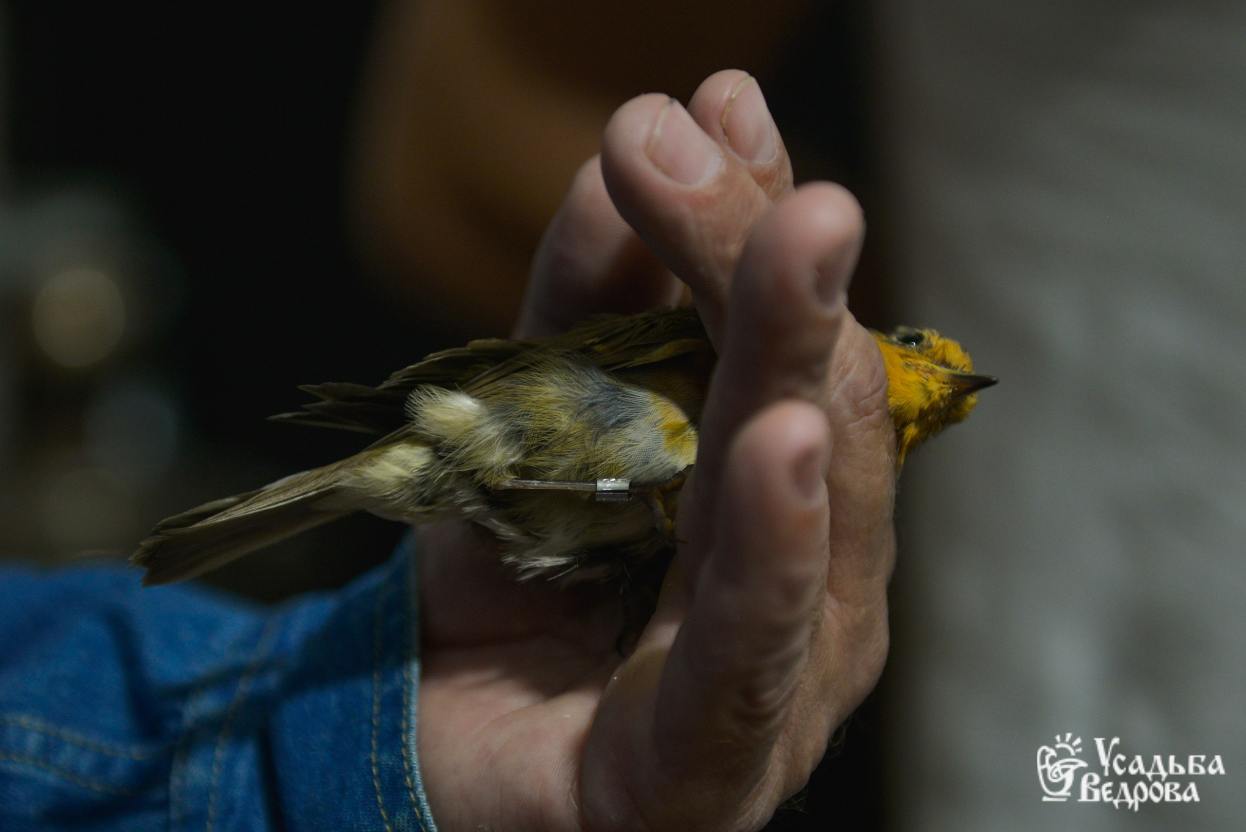 Ведровский погребок 2025. Портретный фотограф Марина Тамбовская