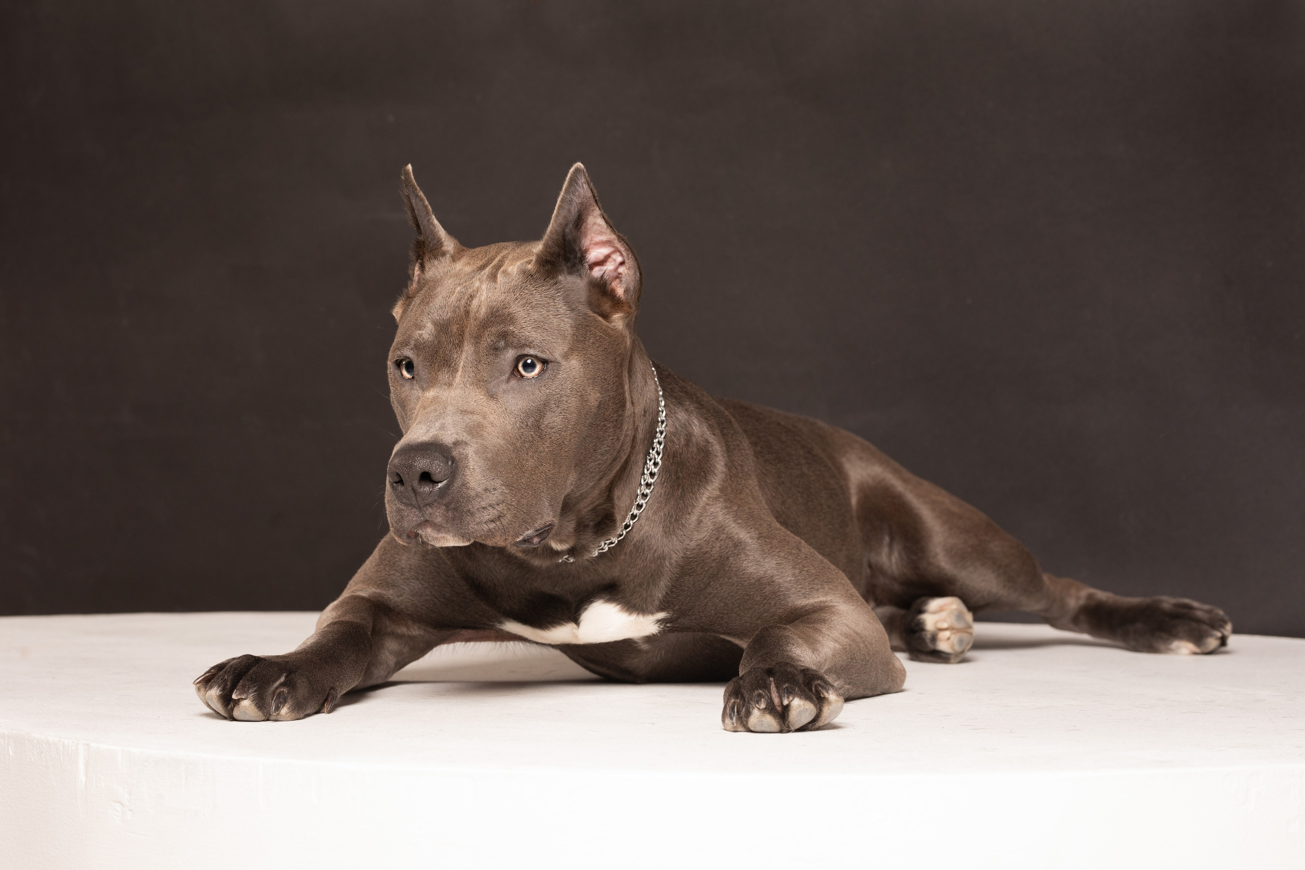 Студийные фотосъёмки. Фотограф-анималист Павлова Любовь