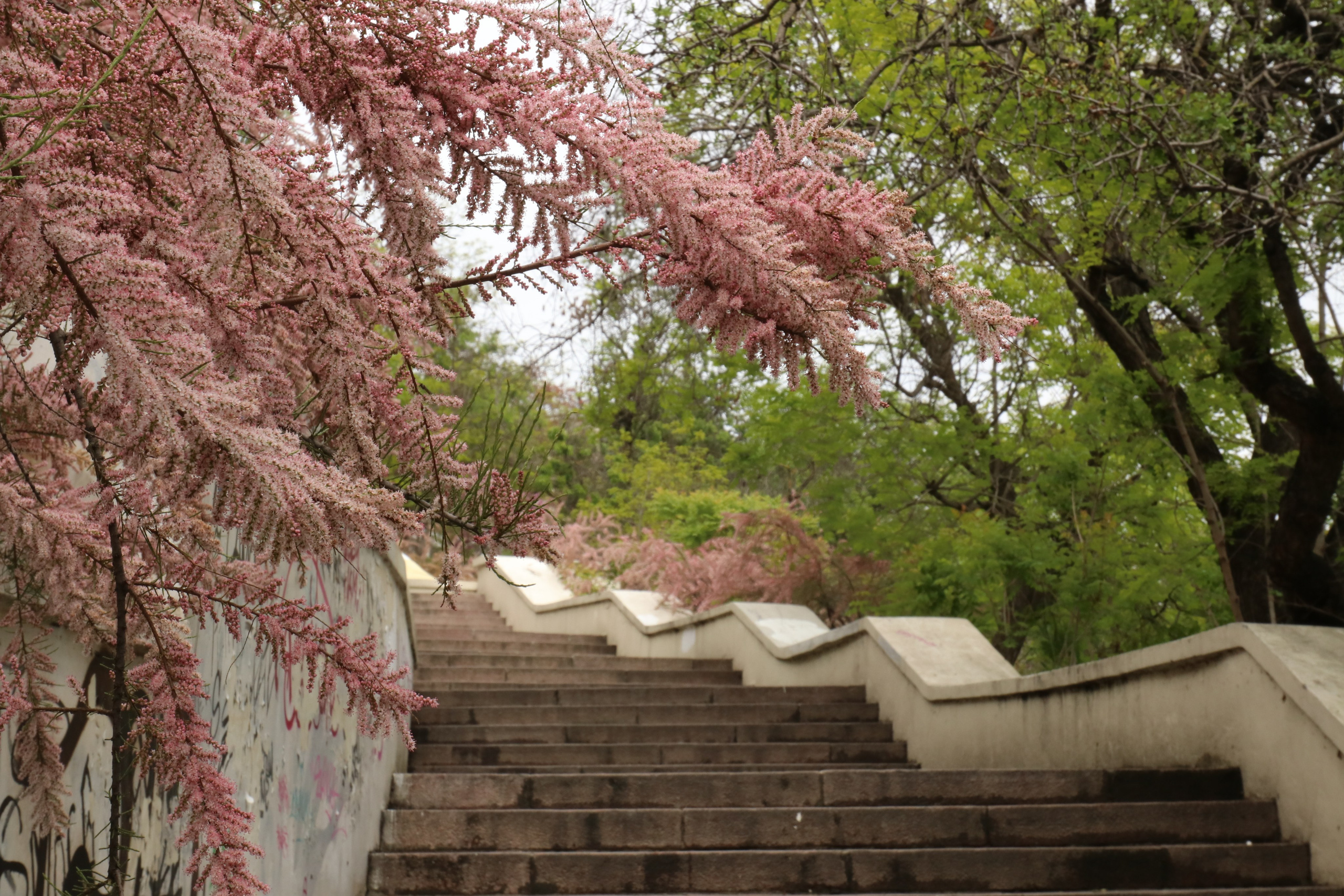 Крым. ЮБК (Севастополь, Кастрополь, Ялта). Май 2023. Путешественник-фотограф из Санкт-Петербурга Татьяна Свистулина