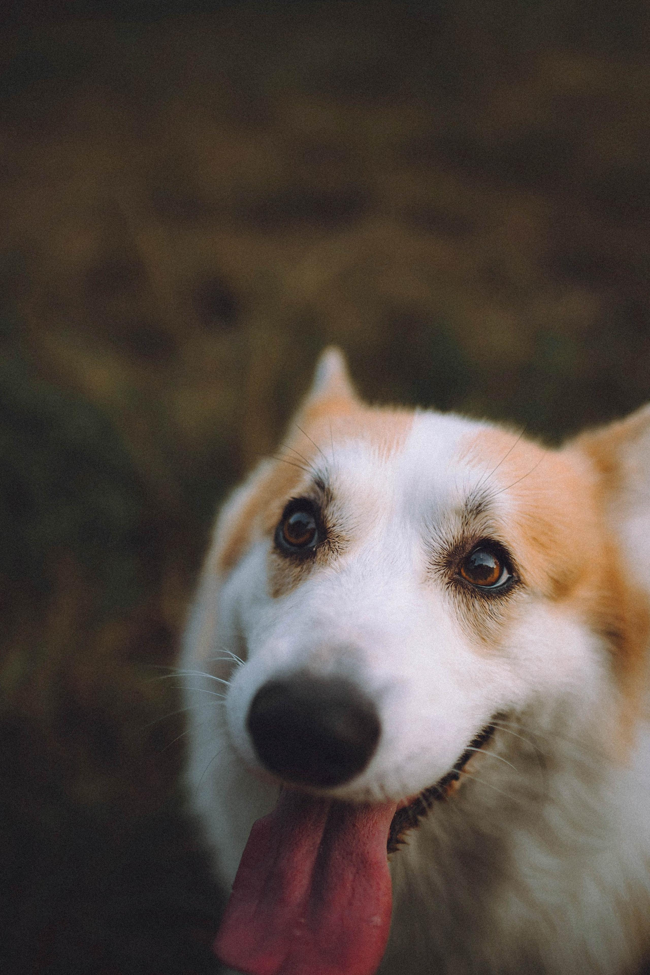 Арчи и его семья