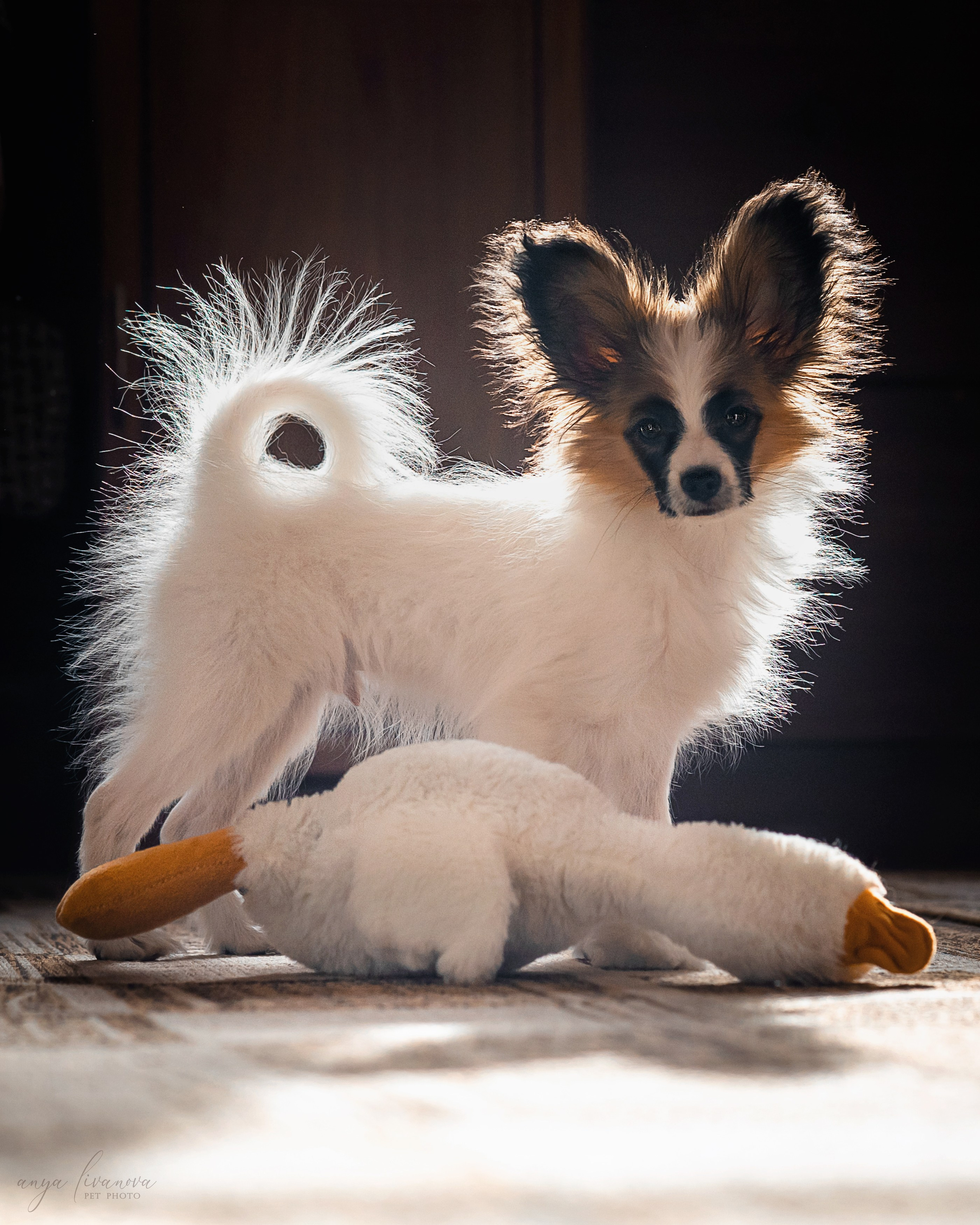 Хьюстон. Фотограф анималист Аня Ливанова | Рыбинск