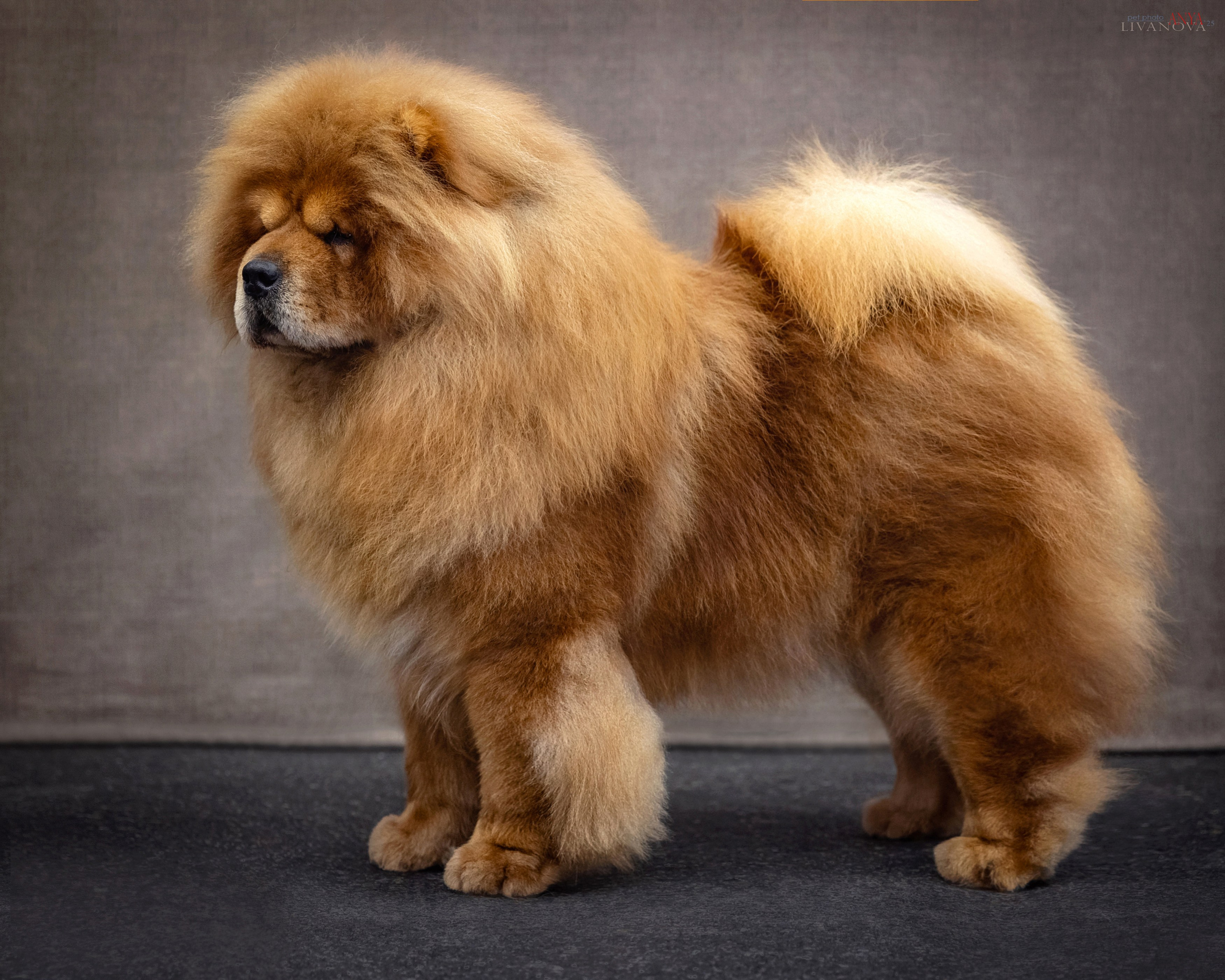 Дарик. Фотограф анималист Аня Ливанова | Рыбинск