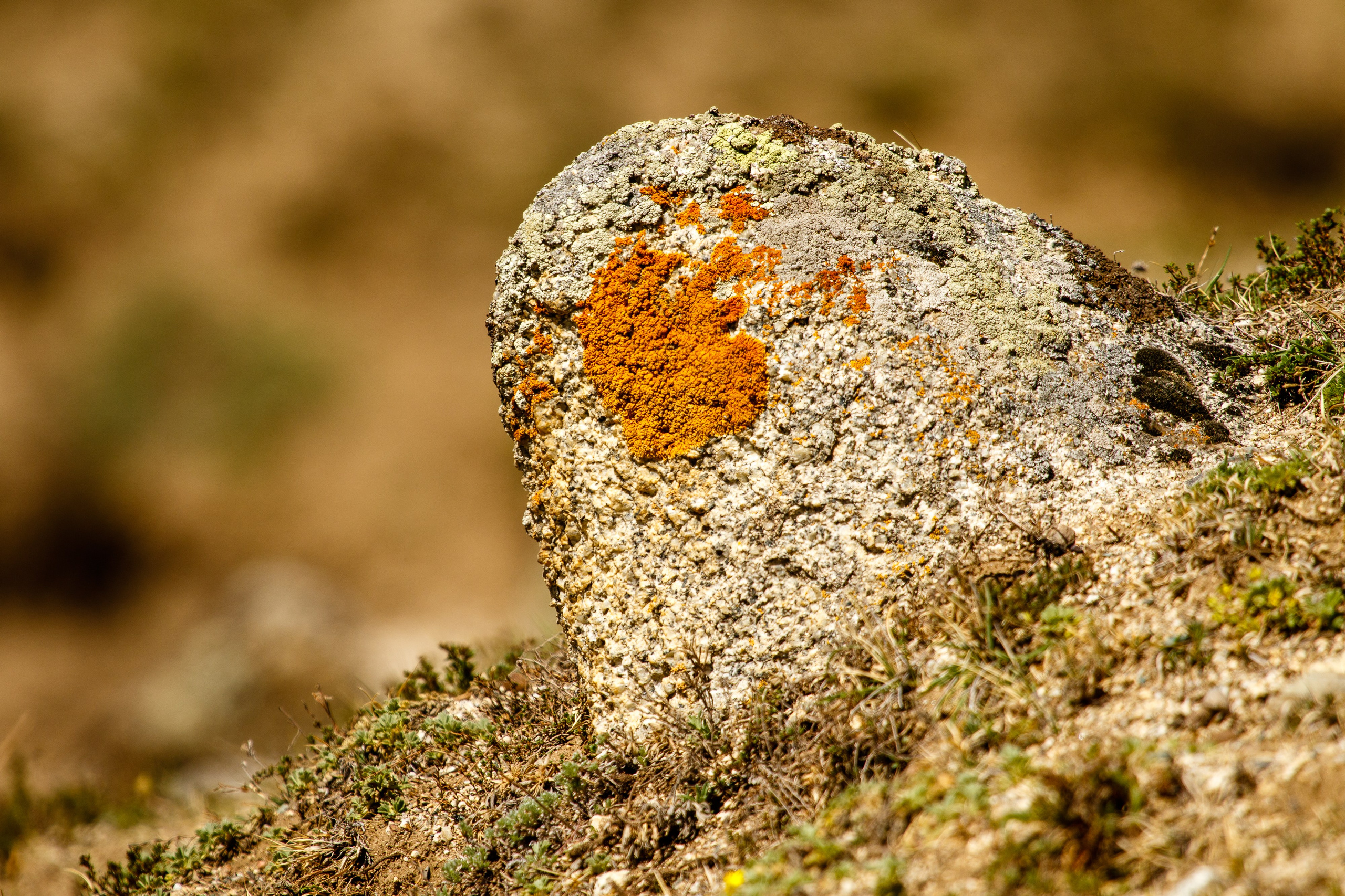 Мой Алтай. Фотограф Кирилл Мешков Кемерово