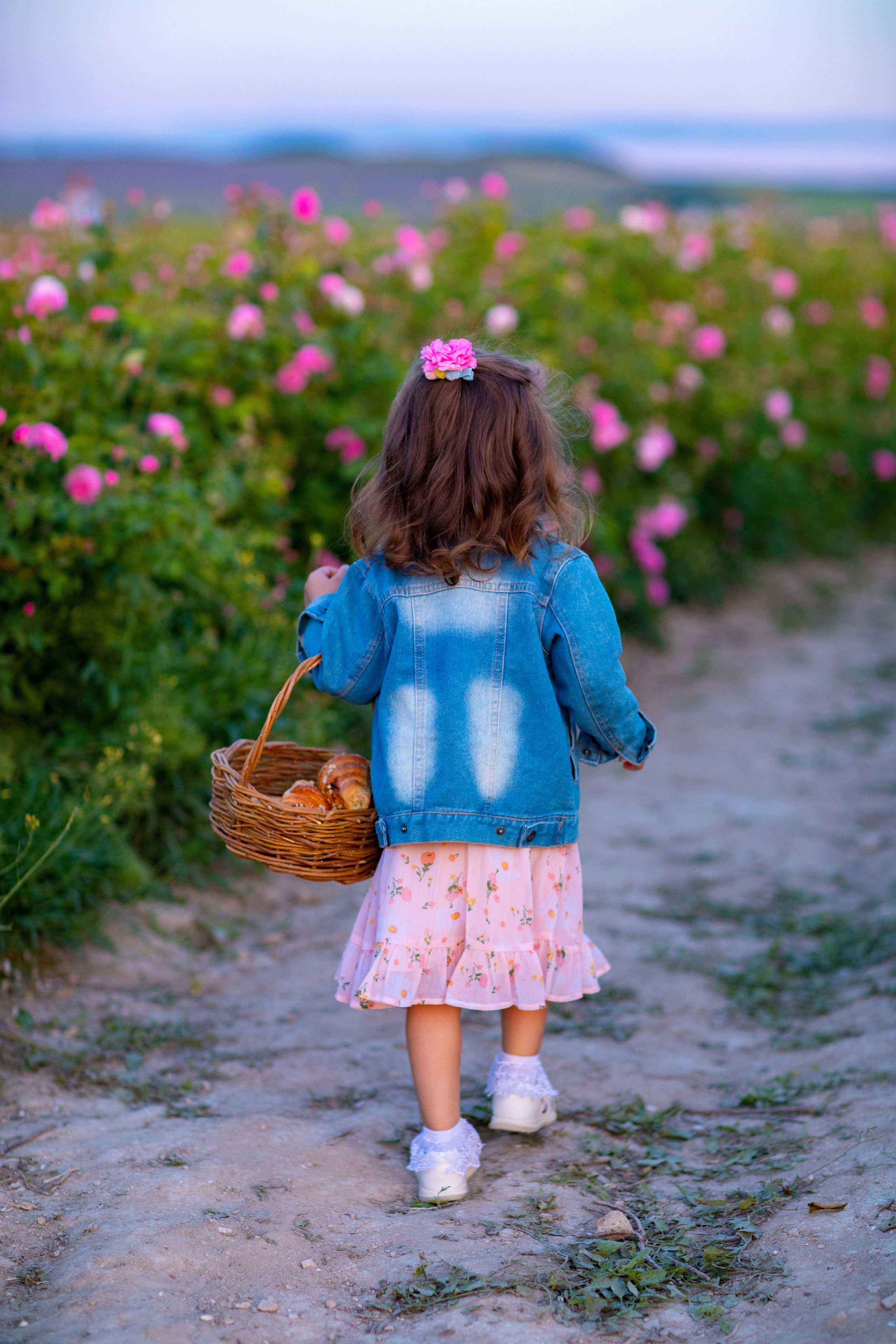 Чайная роза. Фотограф Севастополь/Крым Светлана Евтушенко