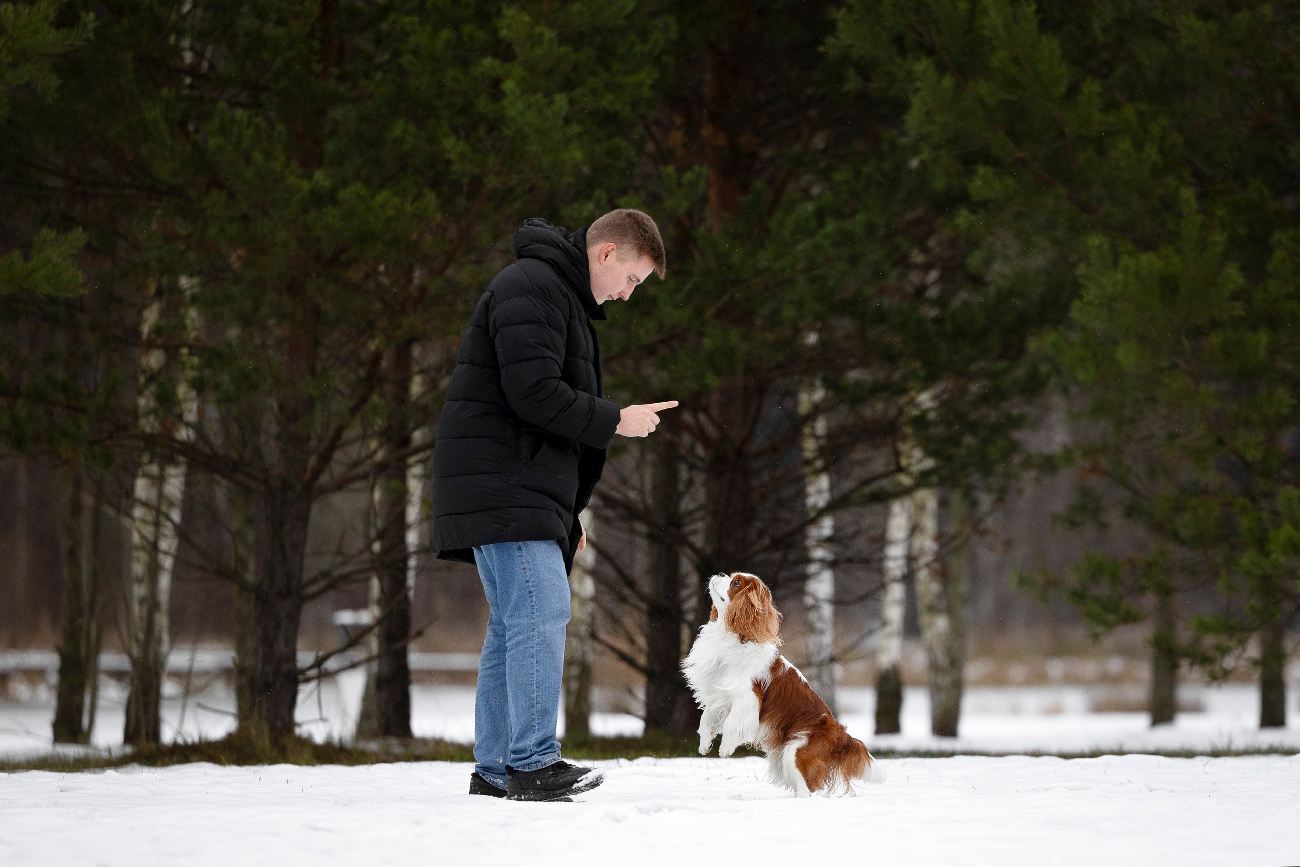 Кавалер Кинг Чарльз Спаниель и Людмила. Фотограф анималист, семейный фотограф, фотограф собак Комратова Мария. г. Москва