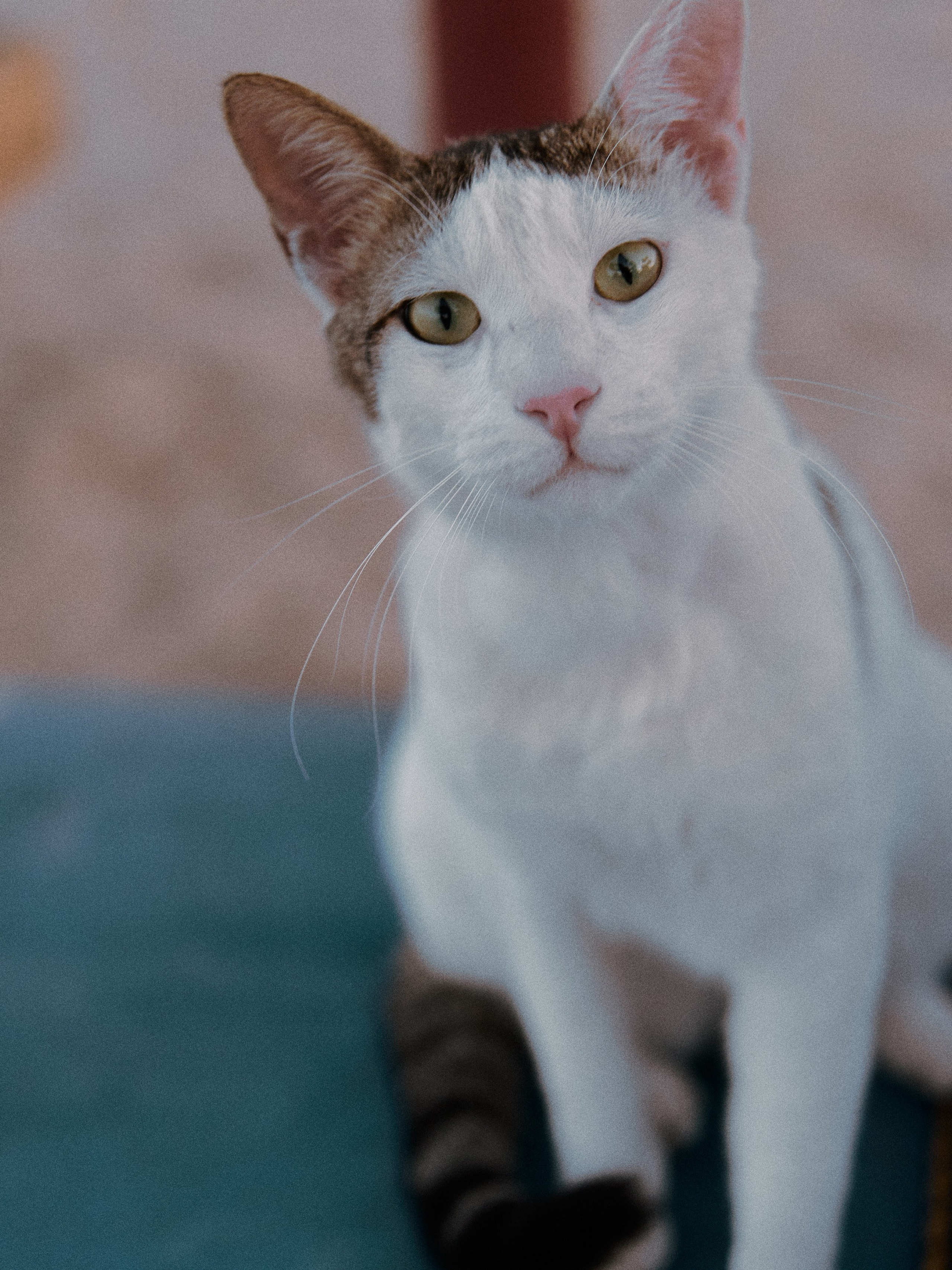 Диптих. Jorgis — фотограф в Хургаде / обучение фотографии