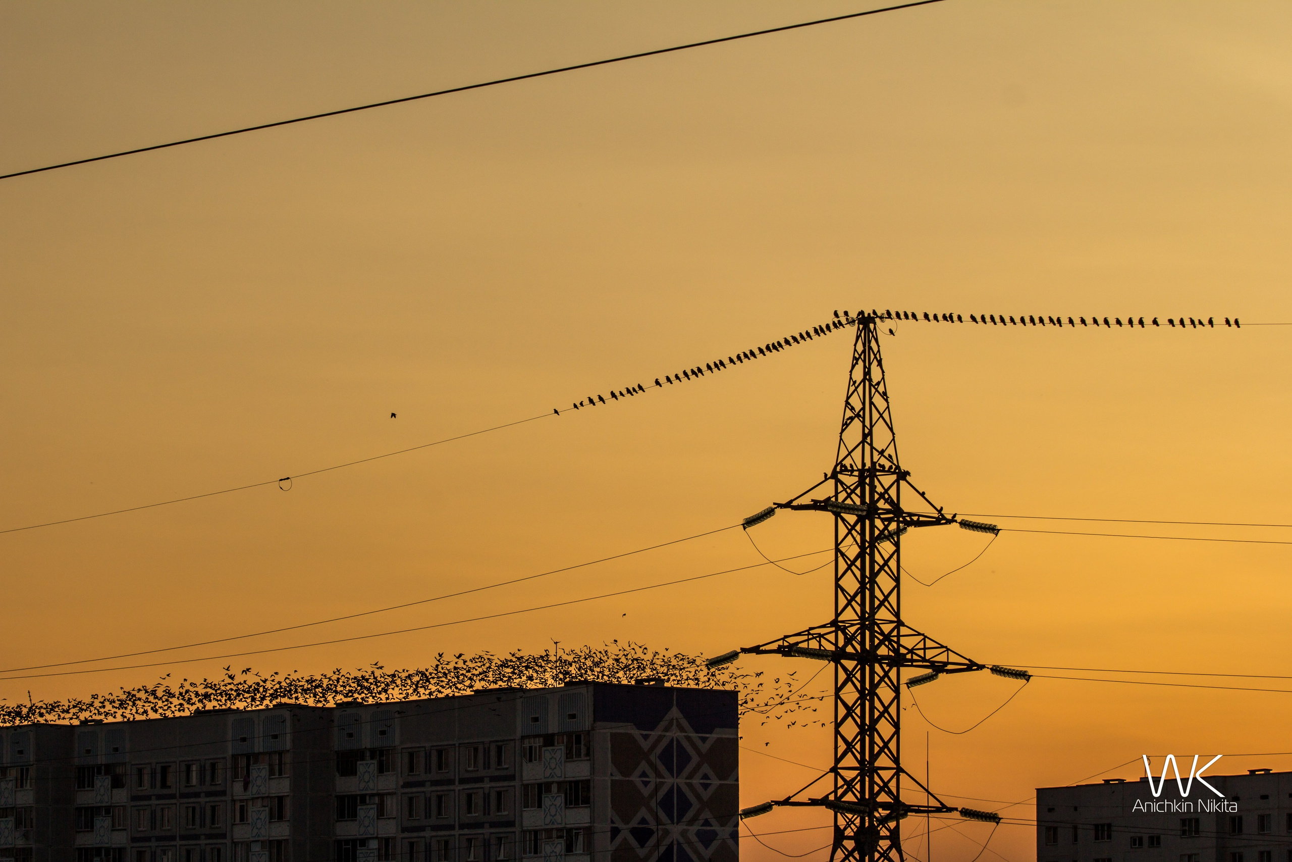 ЦВЕТНЫЕ ФОТОГРАФИИ. Никита Аничкин фото и видео оператор из России