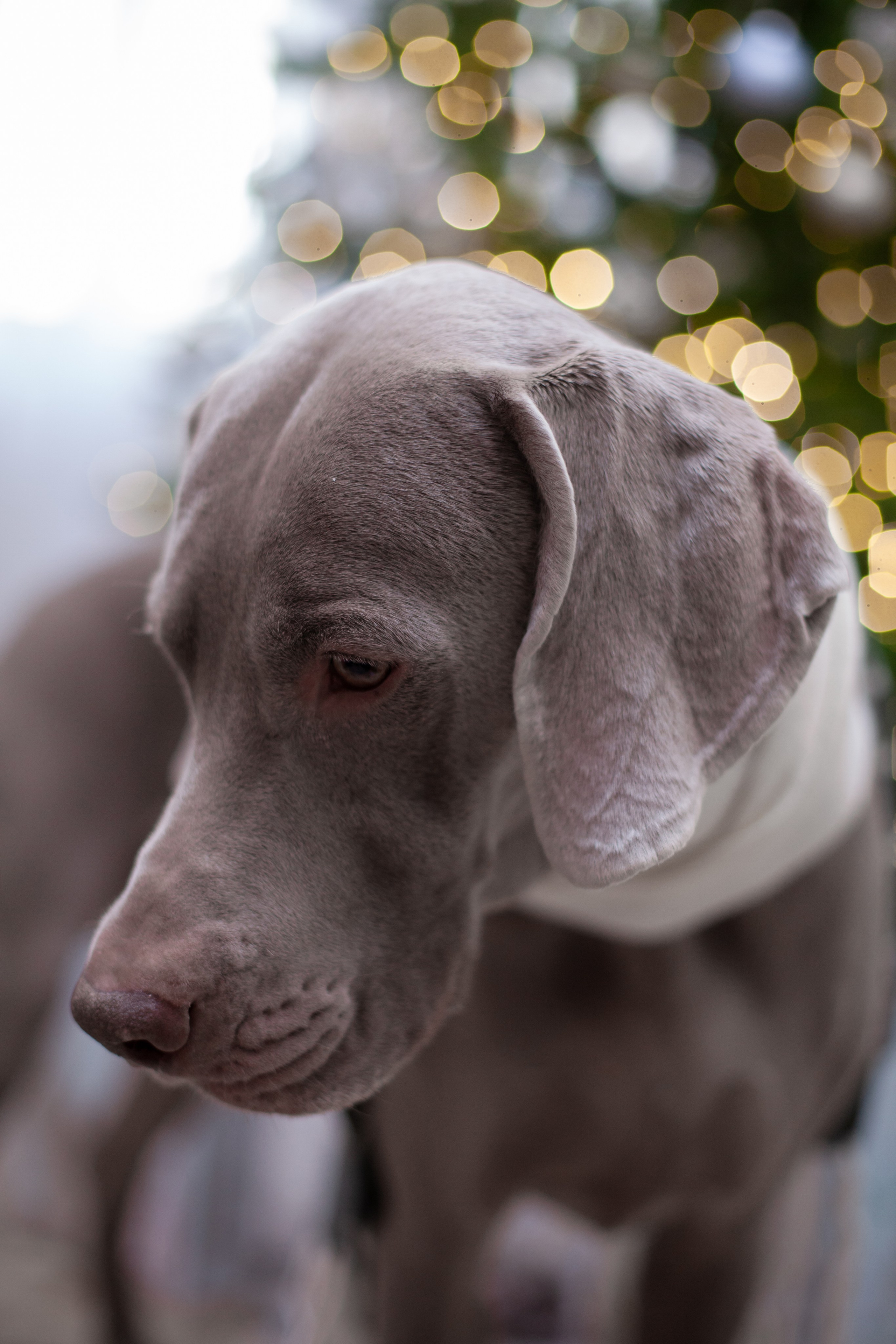 Домашняя. Фотограф в Томске Евгения Гуляева