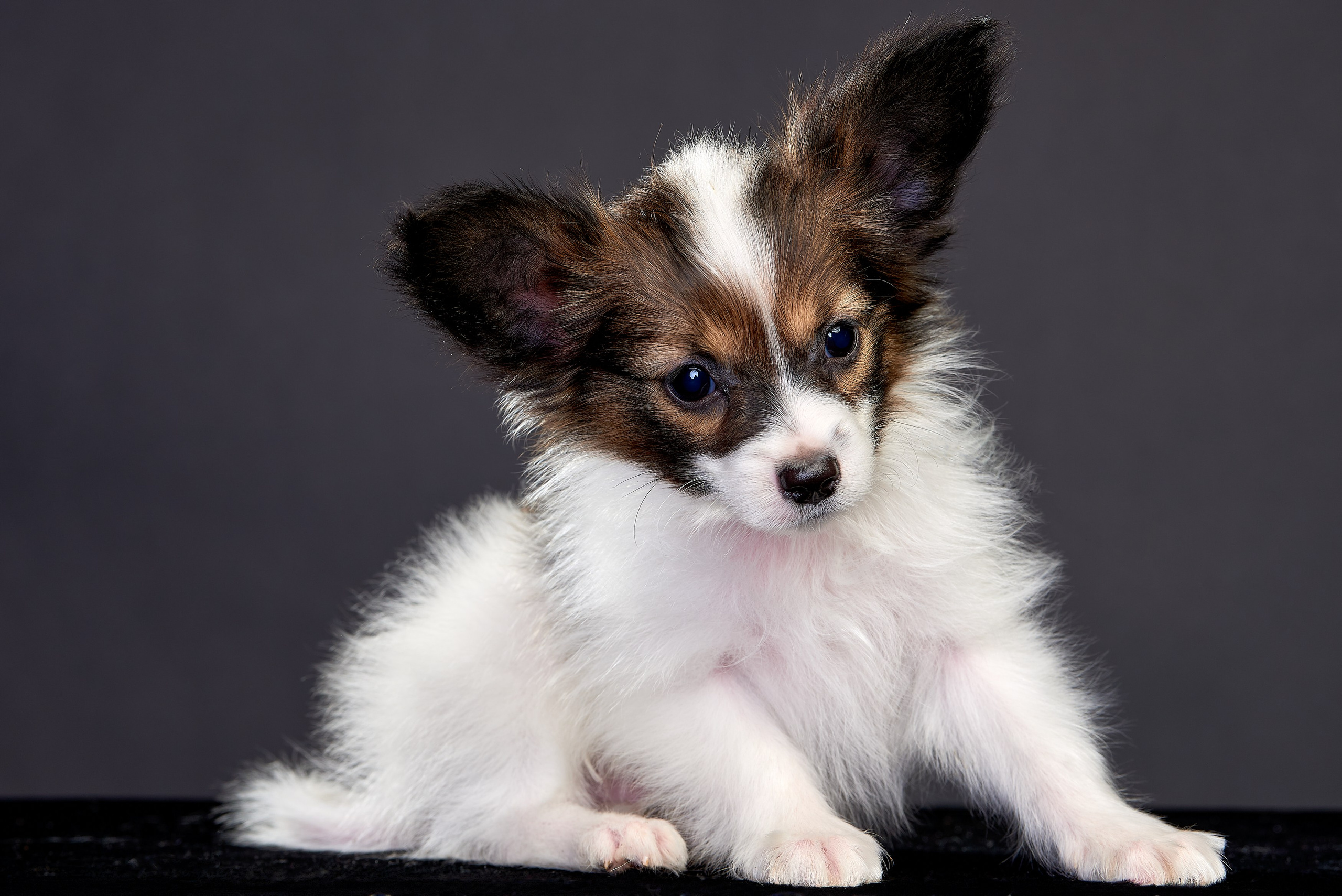 Фотосъемка животных