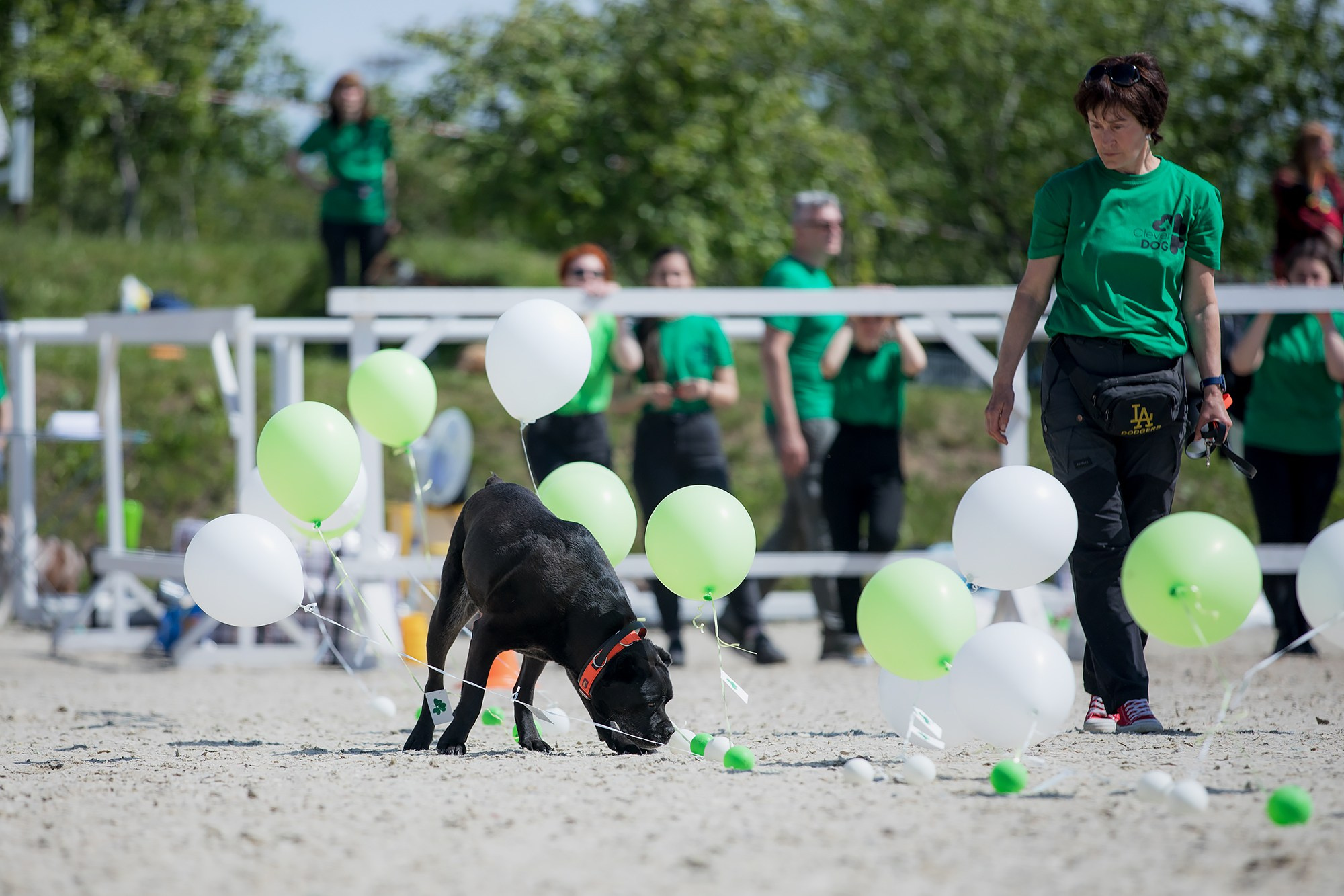 Показательные выступления по NoseWork на выставке «Россия». Фотограф-анималист Mary Mart — Москва, Питер