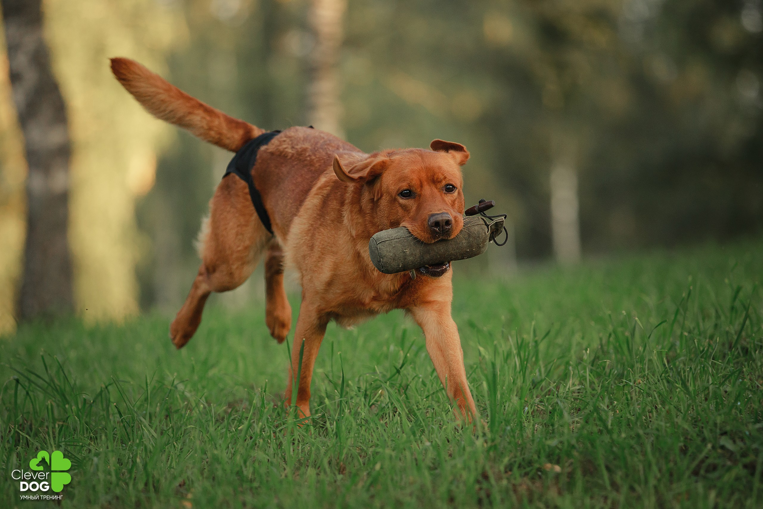 Кинологический лагерь CleverDog, 2024. Фотограф-анималист Mary Mart — Москва, Питер