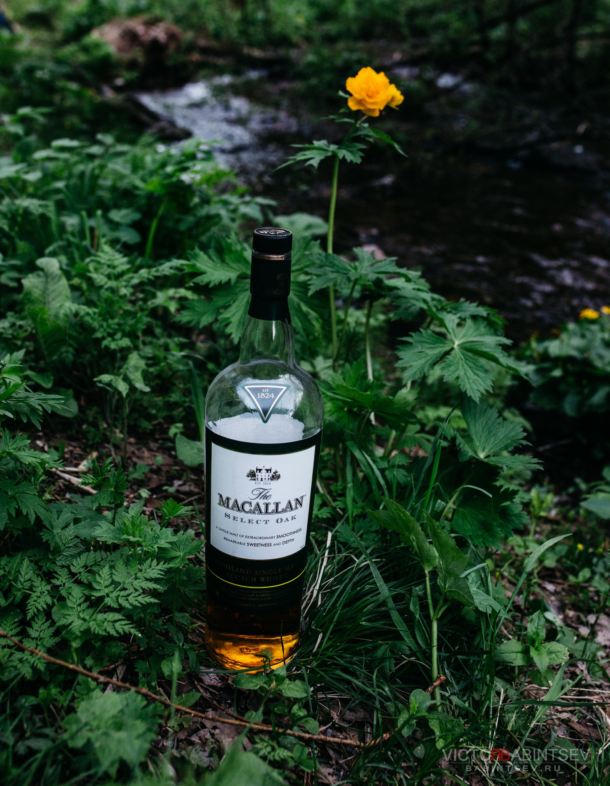 Whisky. Семейный и репортажной фотограф в Красноярске и Москве Виктор Бабинцев