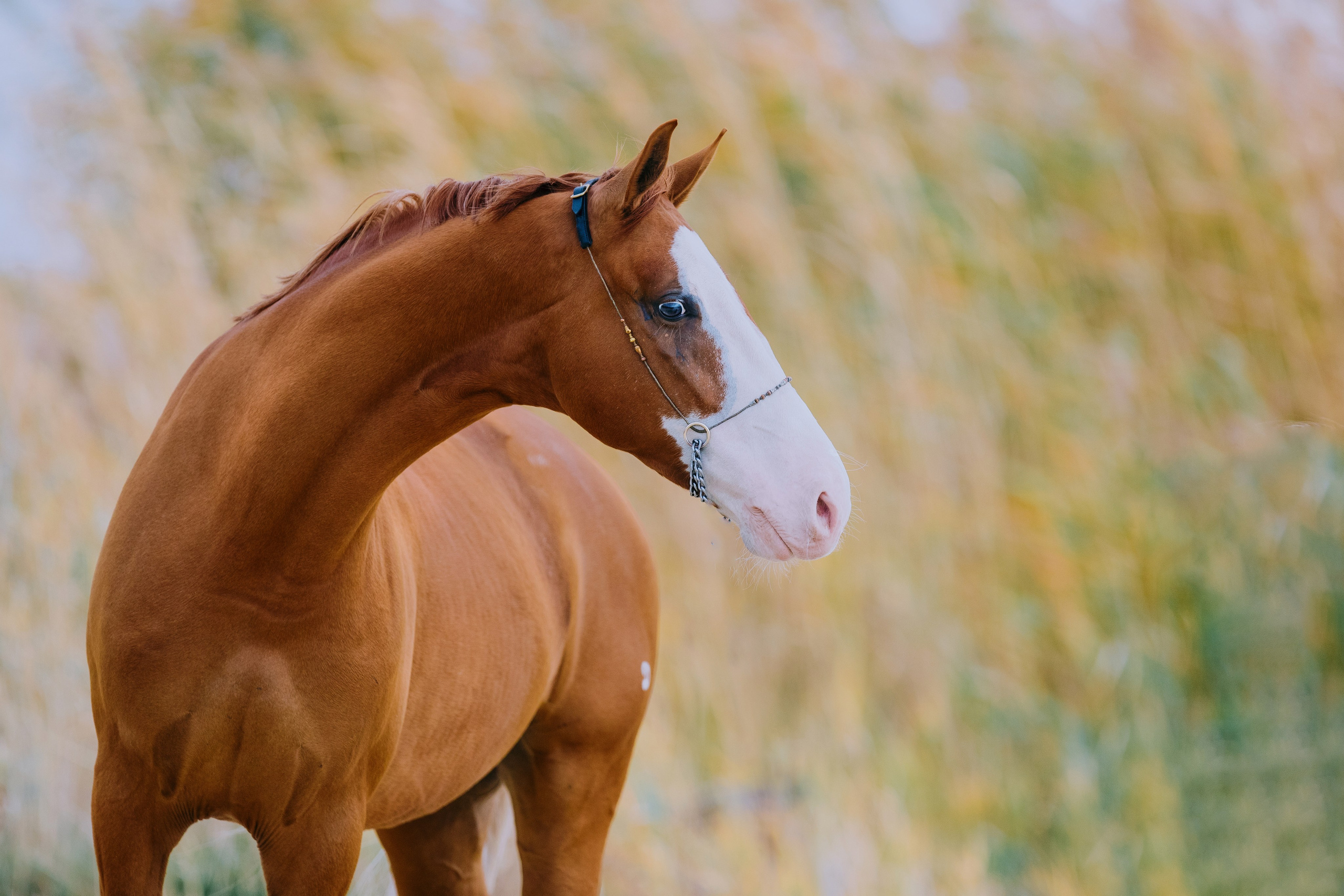 На природе. Фотограф-анималист Ксендзова Кристина