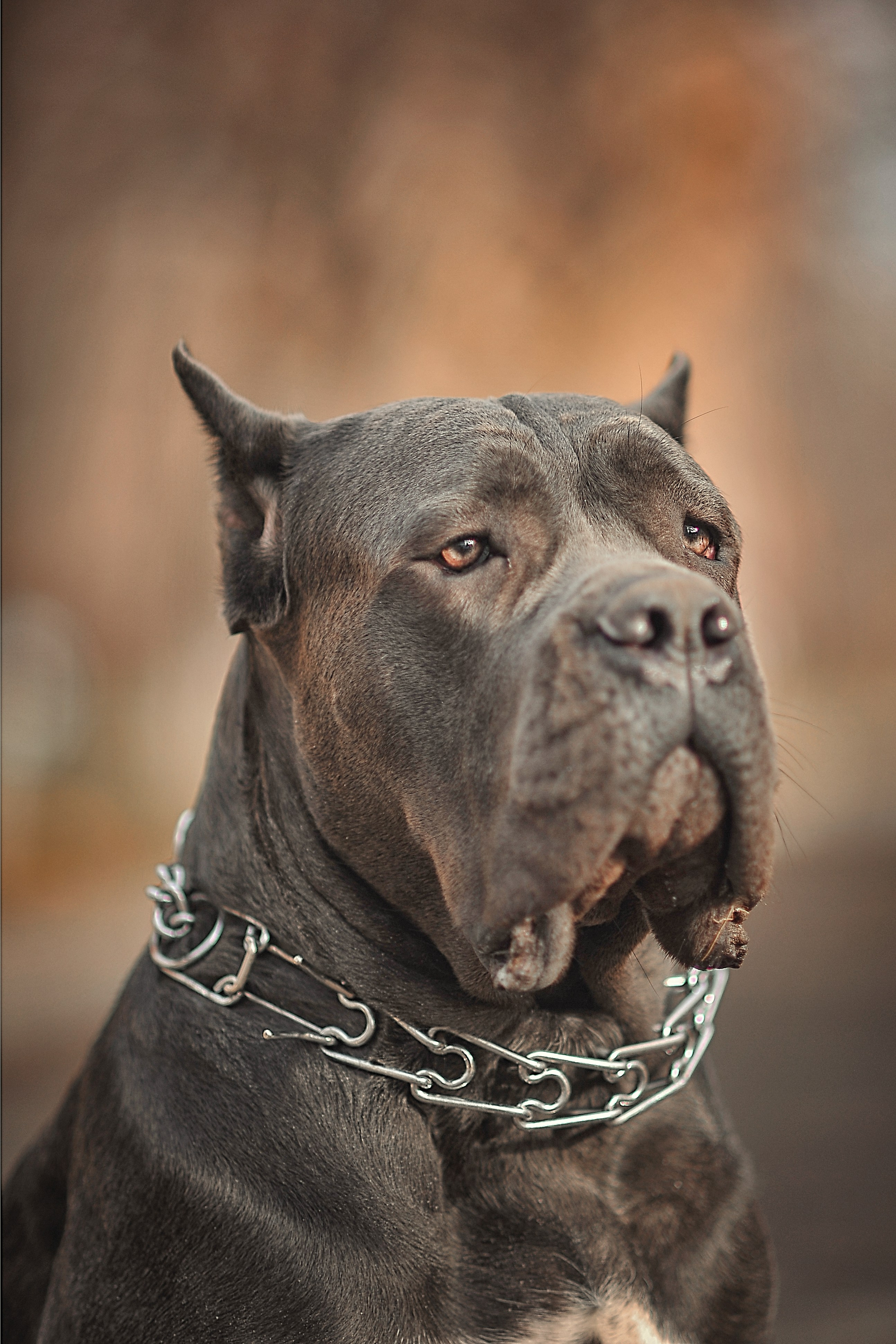 Фотосессия животных в Ижевских, фотограф животных. Детский, семейный фотограф в Ижевске и Москве Аксинья Лысенкова ADEN