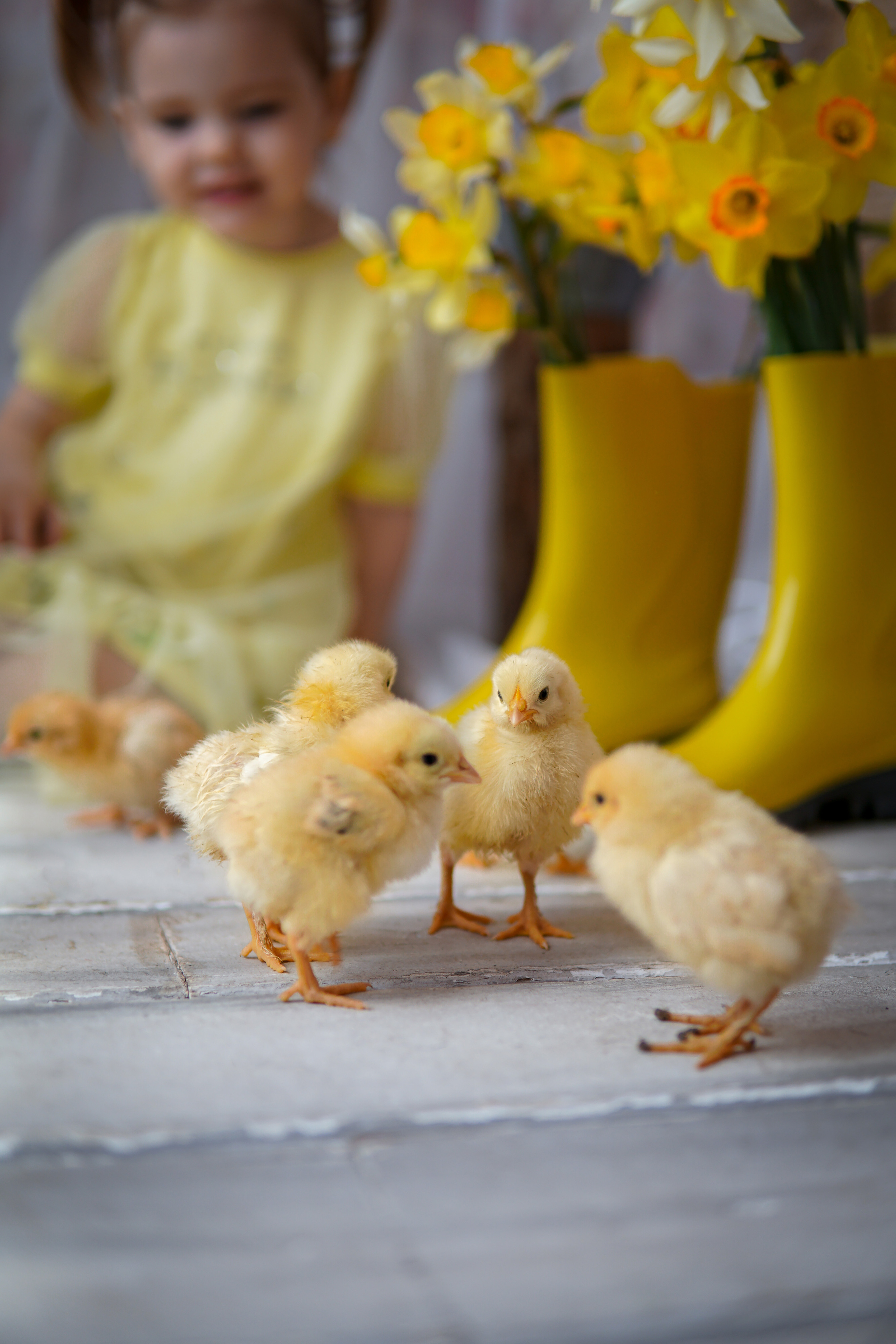 Цыплята. Фотограф в Краснодаре и Краснодарском крае Елена Быкова