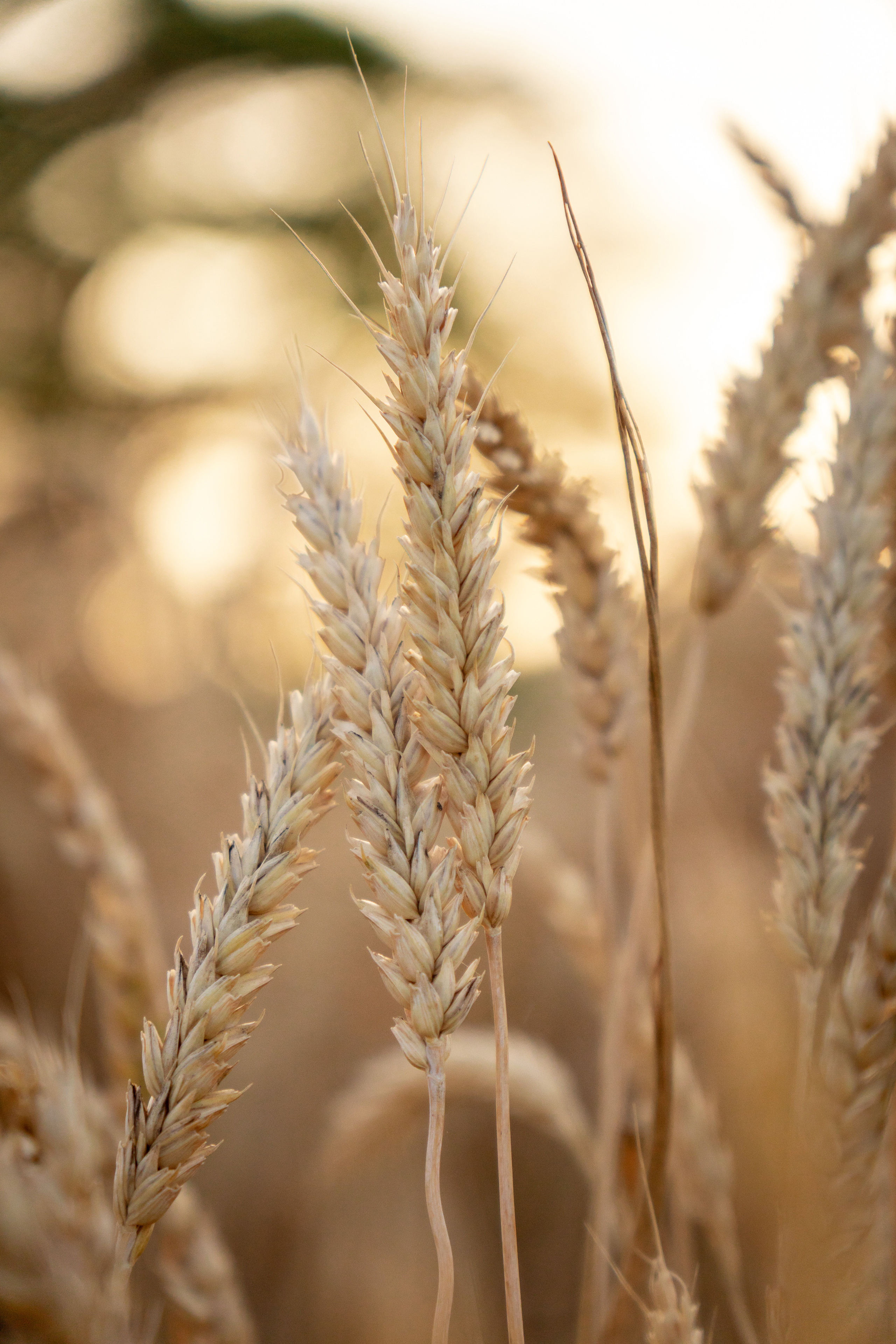 В пшенице. Фотограф в Краснодаре и Краснодарском крае Елена Быкова