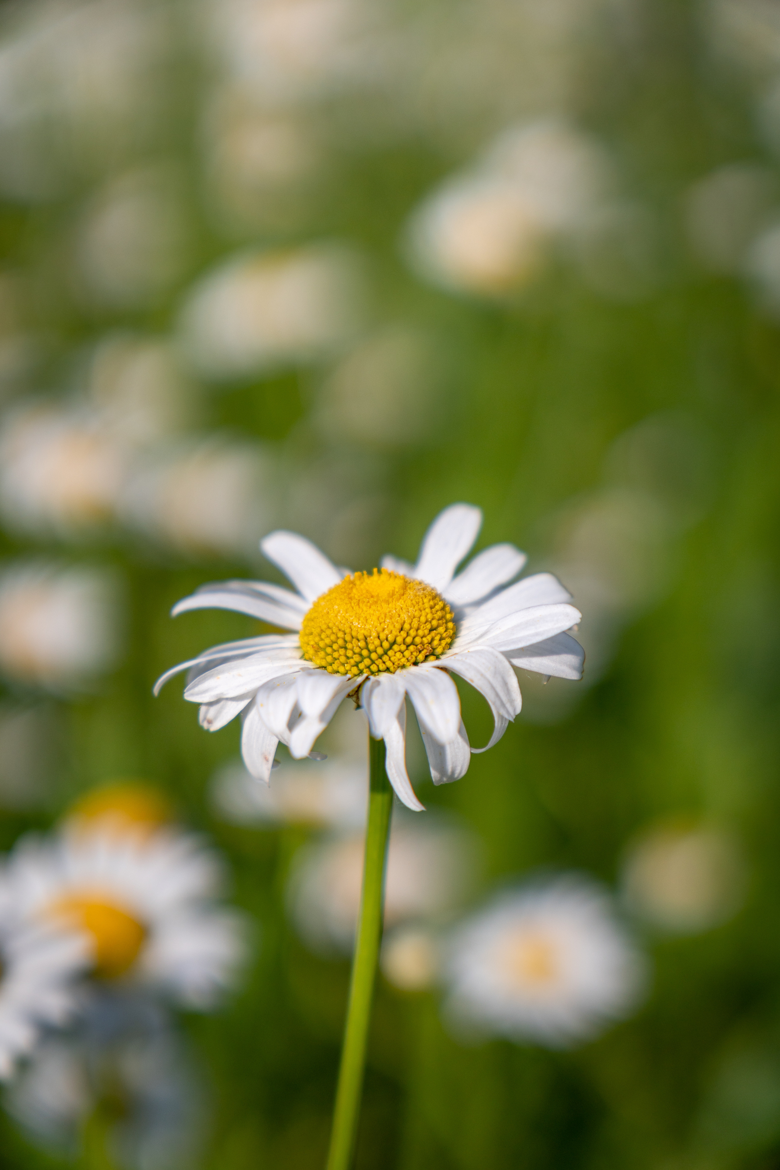 В ромашковом поле. Фотограф в Краснодаре и Краснодарском крае Елена Быкова