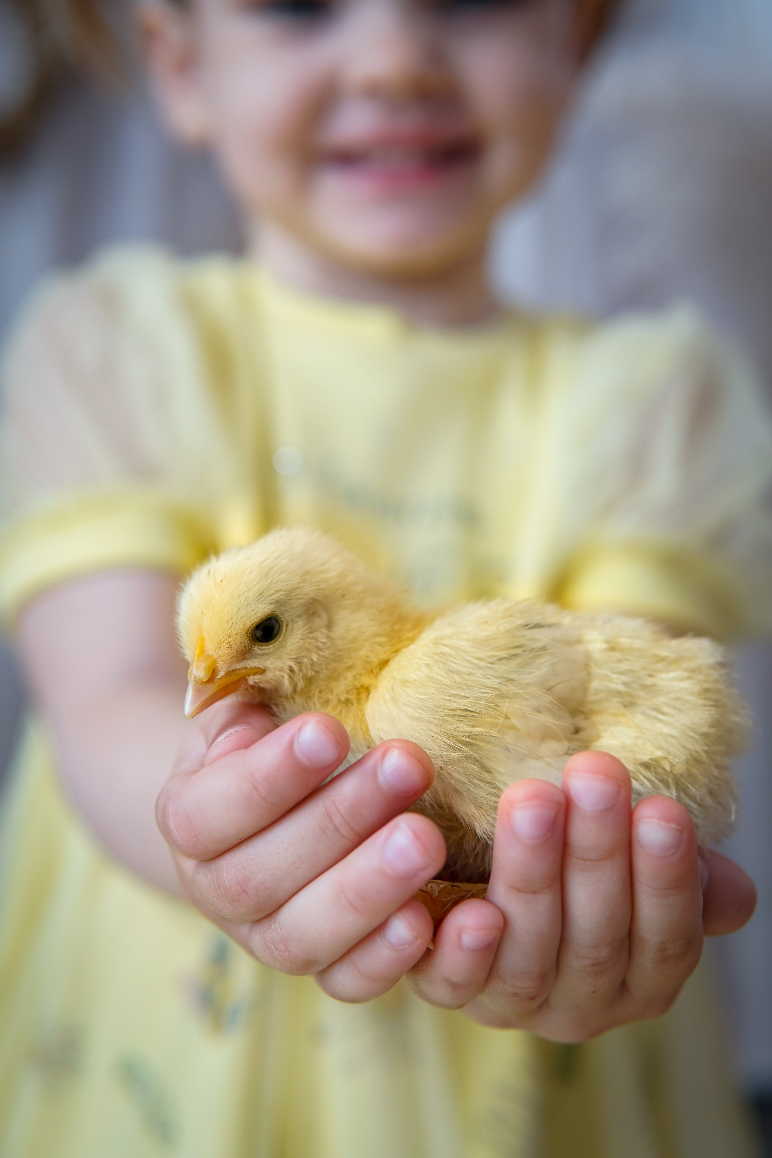 Цыплята. Фотограф в Краснодаре и Краснодарском крае Елена Быкова