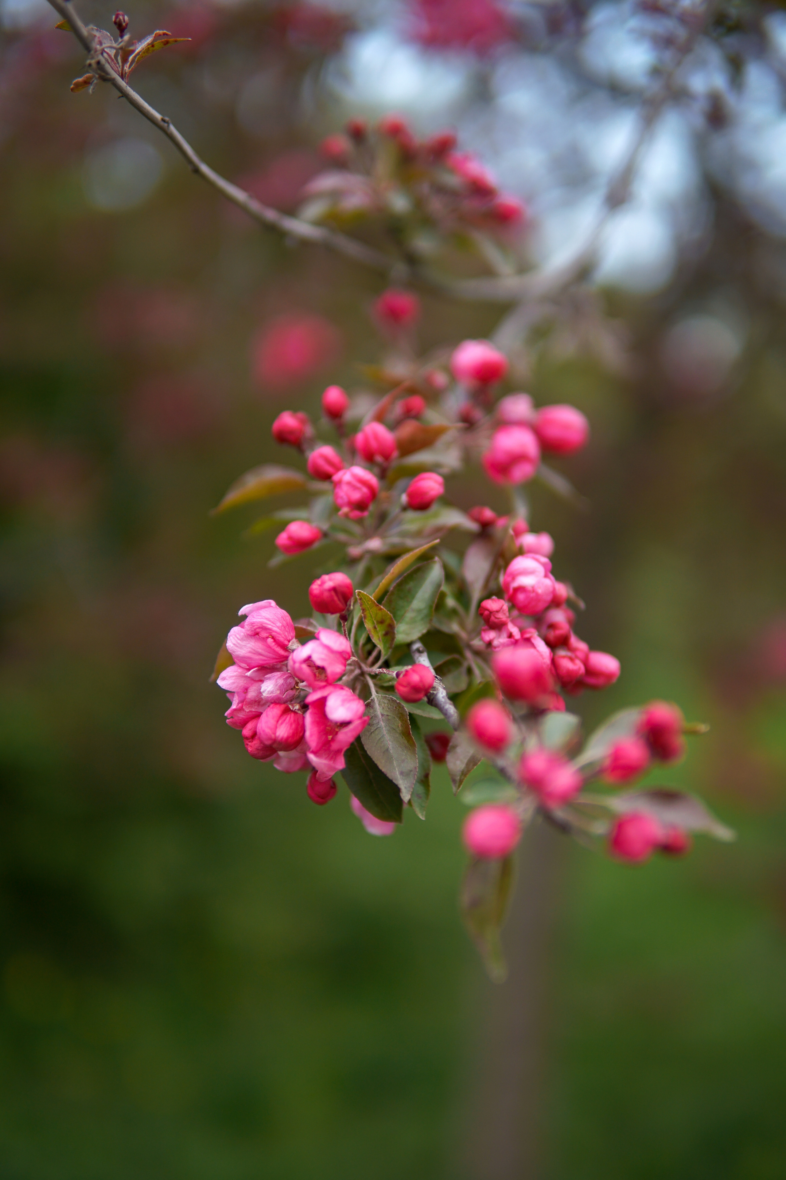 Весенняя прогулка в Дендрарии. Фотограф в Краснодаре и Краснодарском крае Елена Быкова