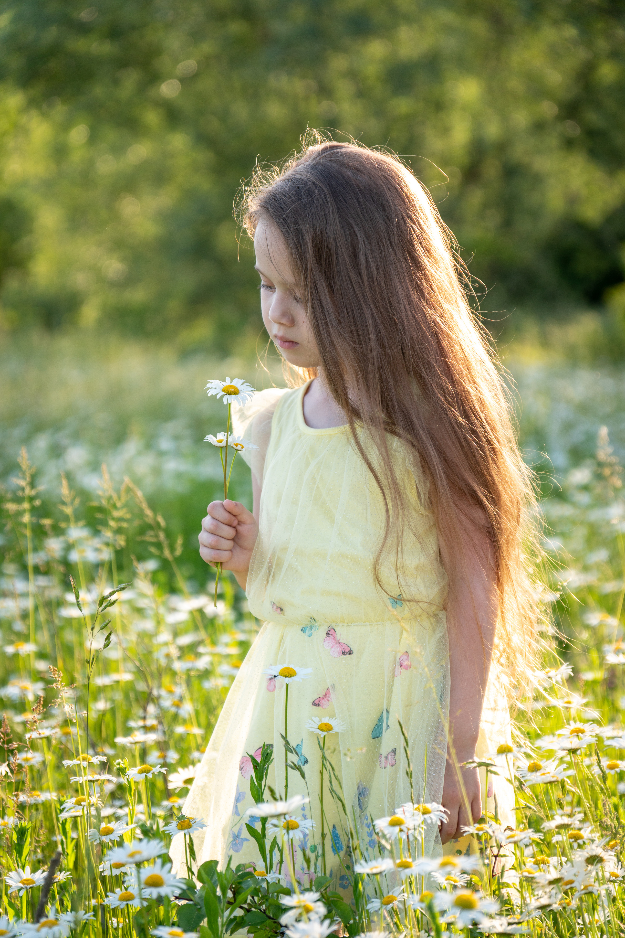 В ромашковом поле. Фотограф в Краснодаре и Краснодарском крае Елена Быкова