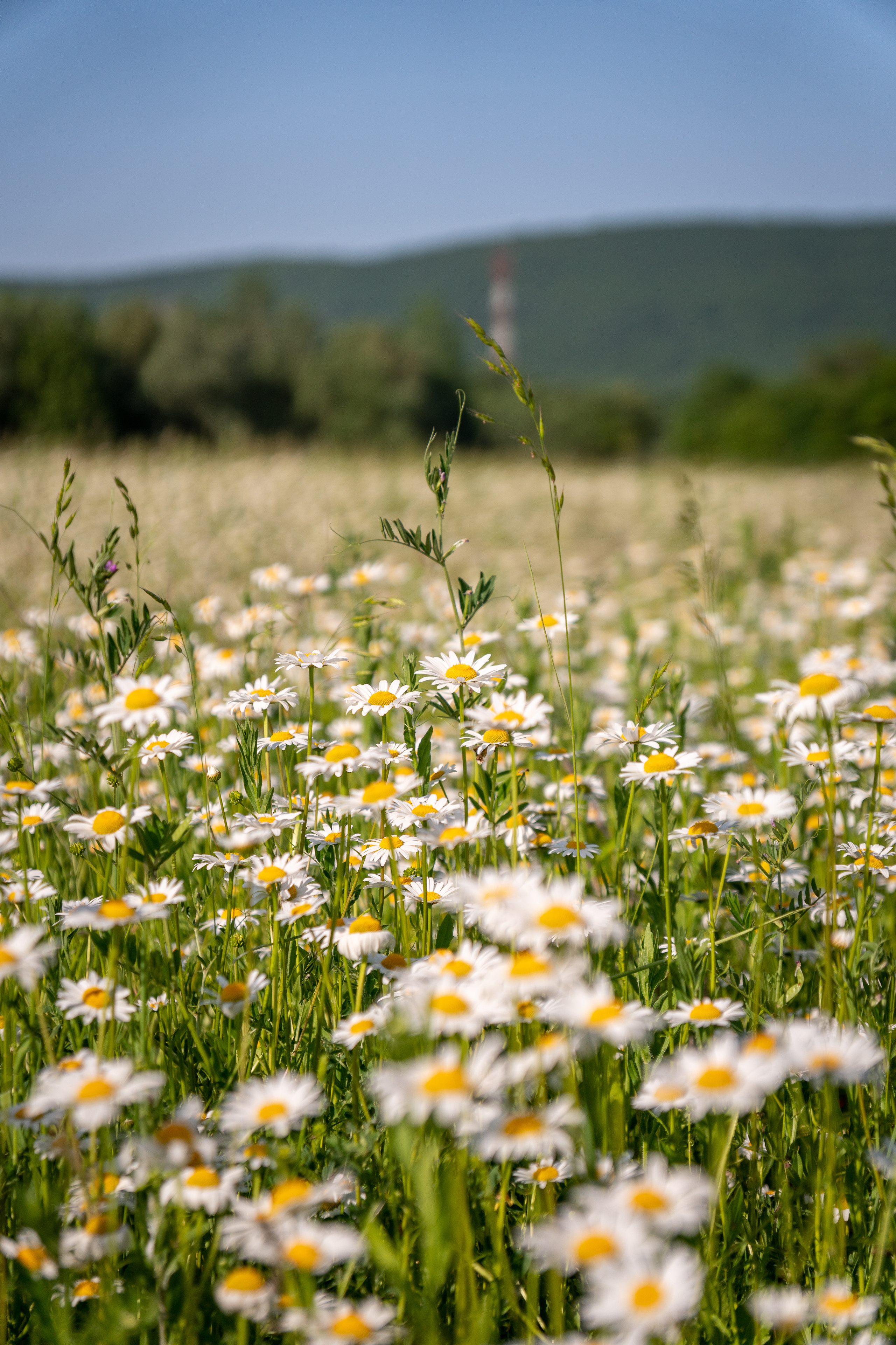 В ромашковом поле. Фотограф в Краснодаре и Краснодарском крае Елена Быкова