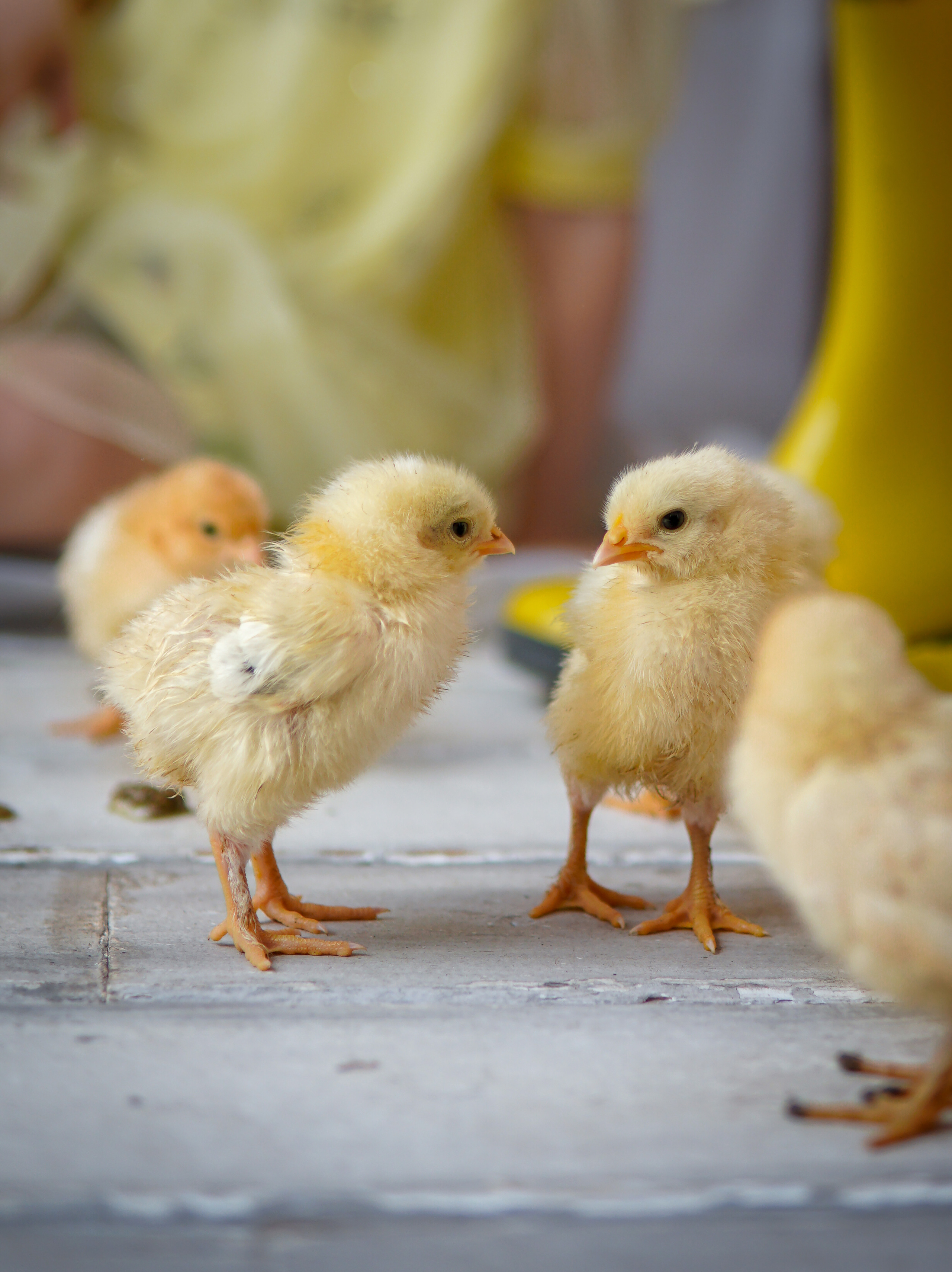 Цыплята. Фотограф в Краснодаре и Краснодарском крае Елена Быкова