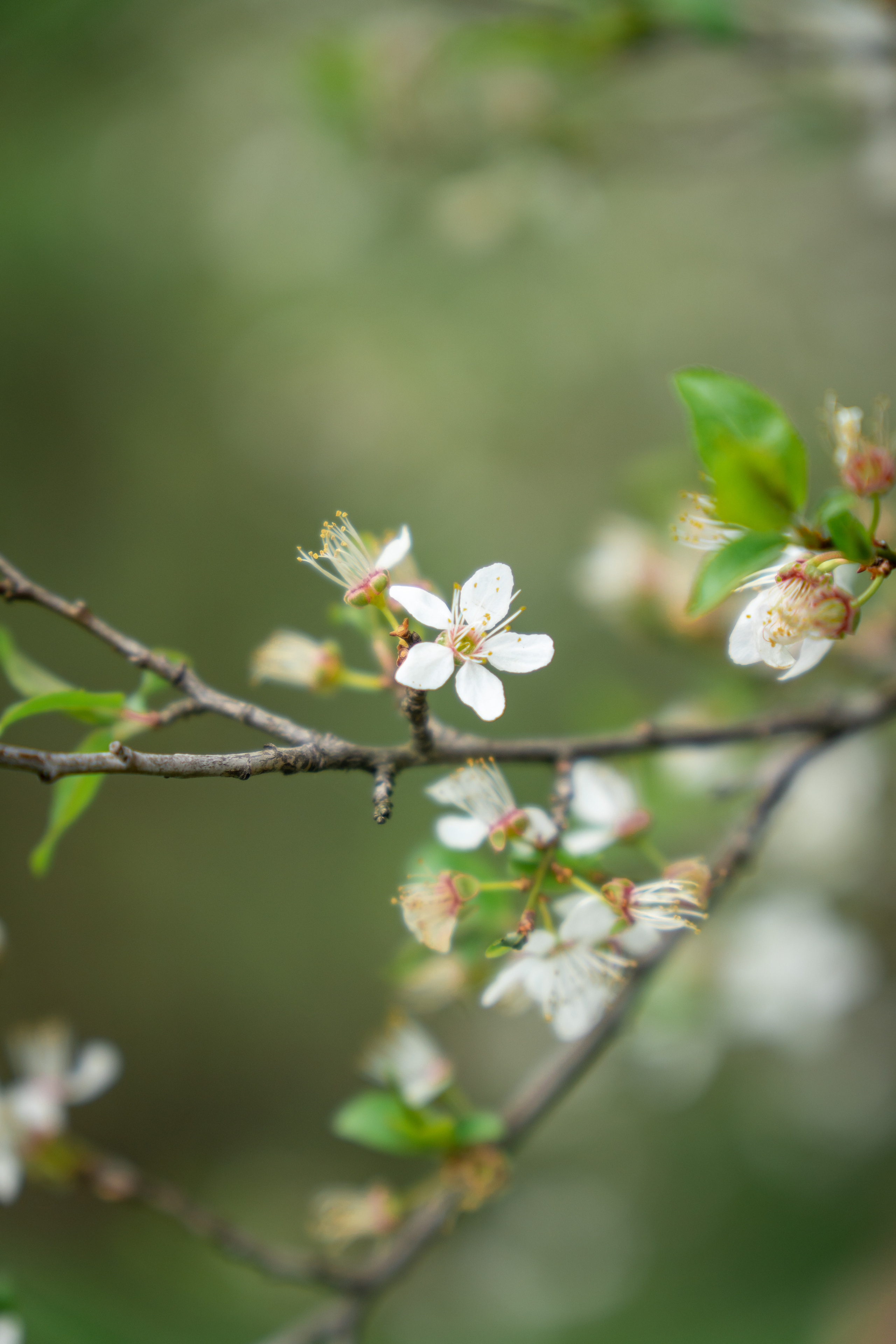 Кролик. Фотограф в Краснодаре и Краснодарском крае Елена Быкова