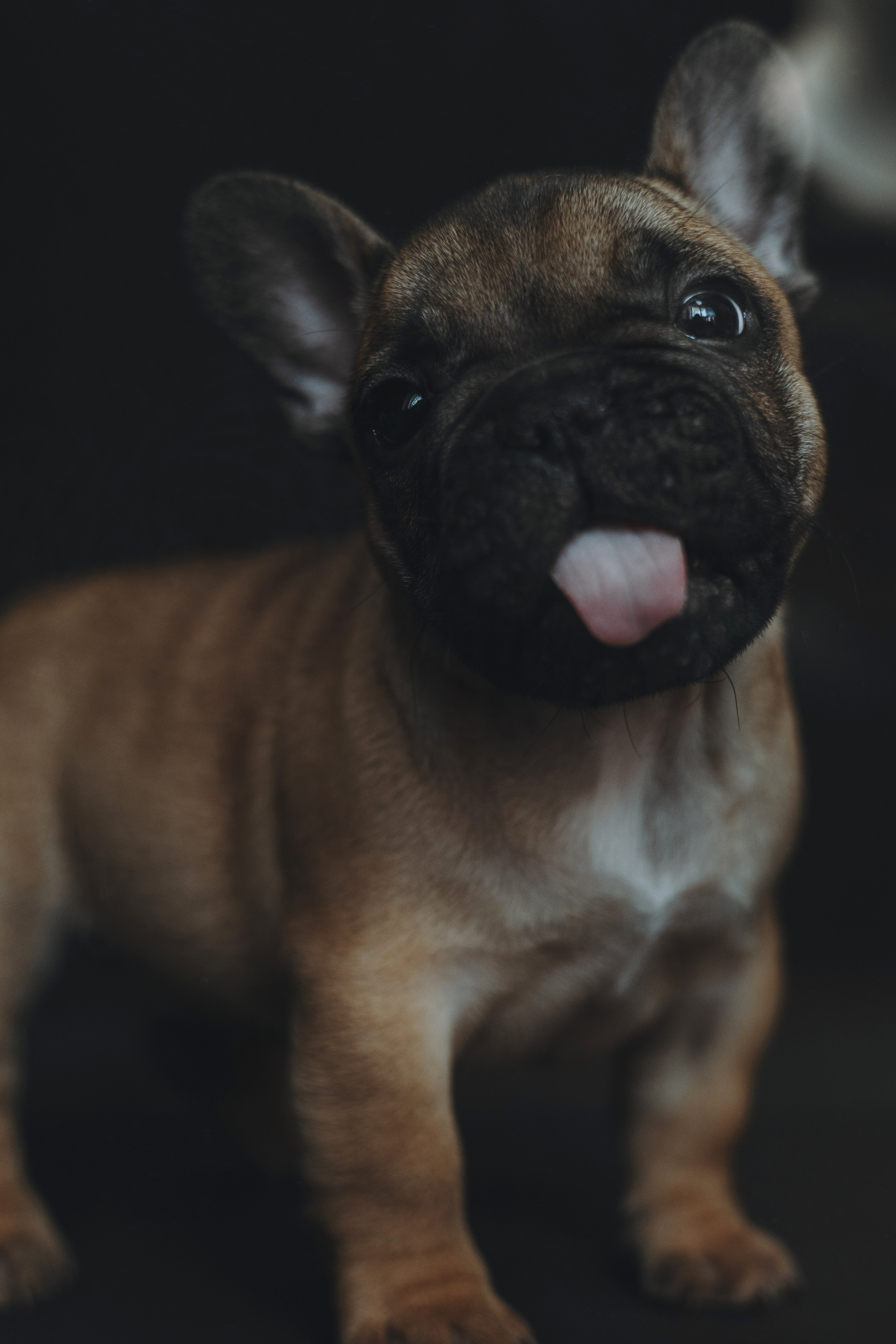 Щеночки. Фотограф — анималист Владивосток, Алина