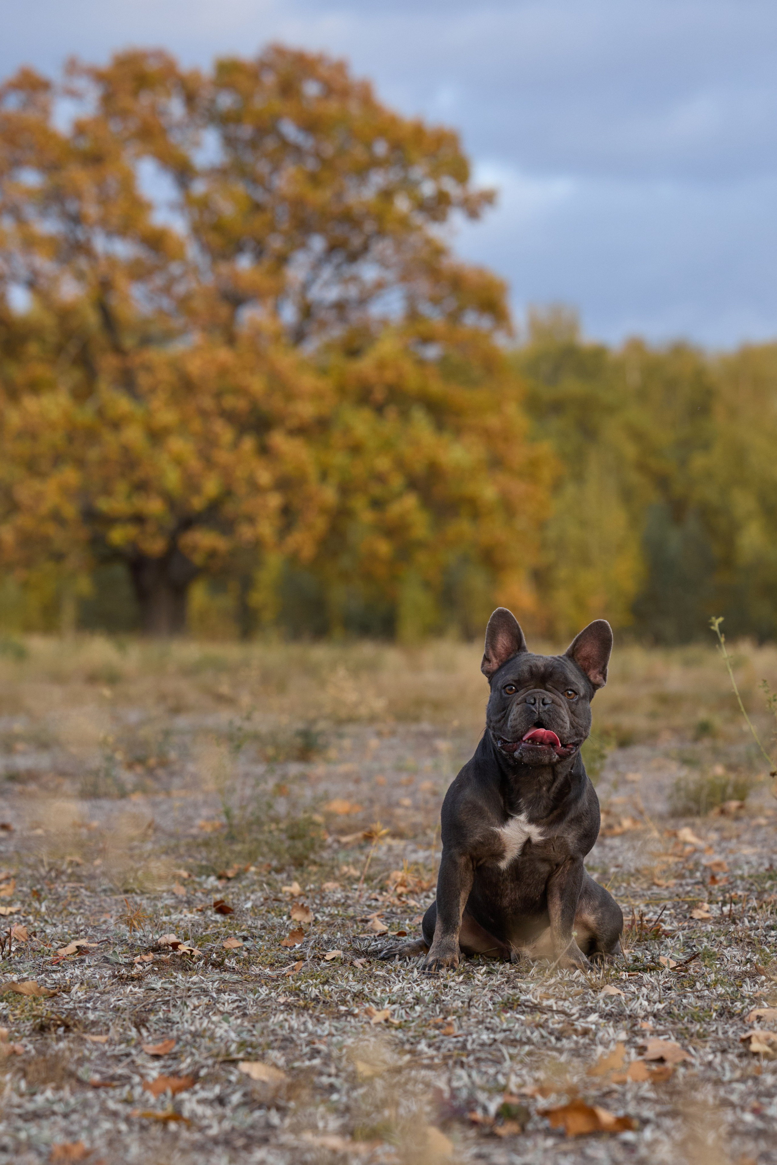 Семейная история. Фотограф анималист в Казани Алина Сулейманова. Фотограф животных