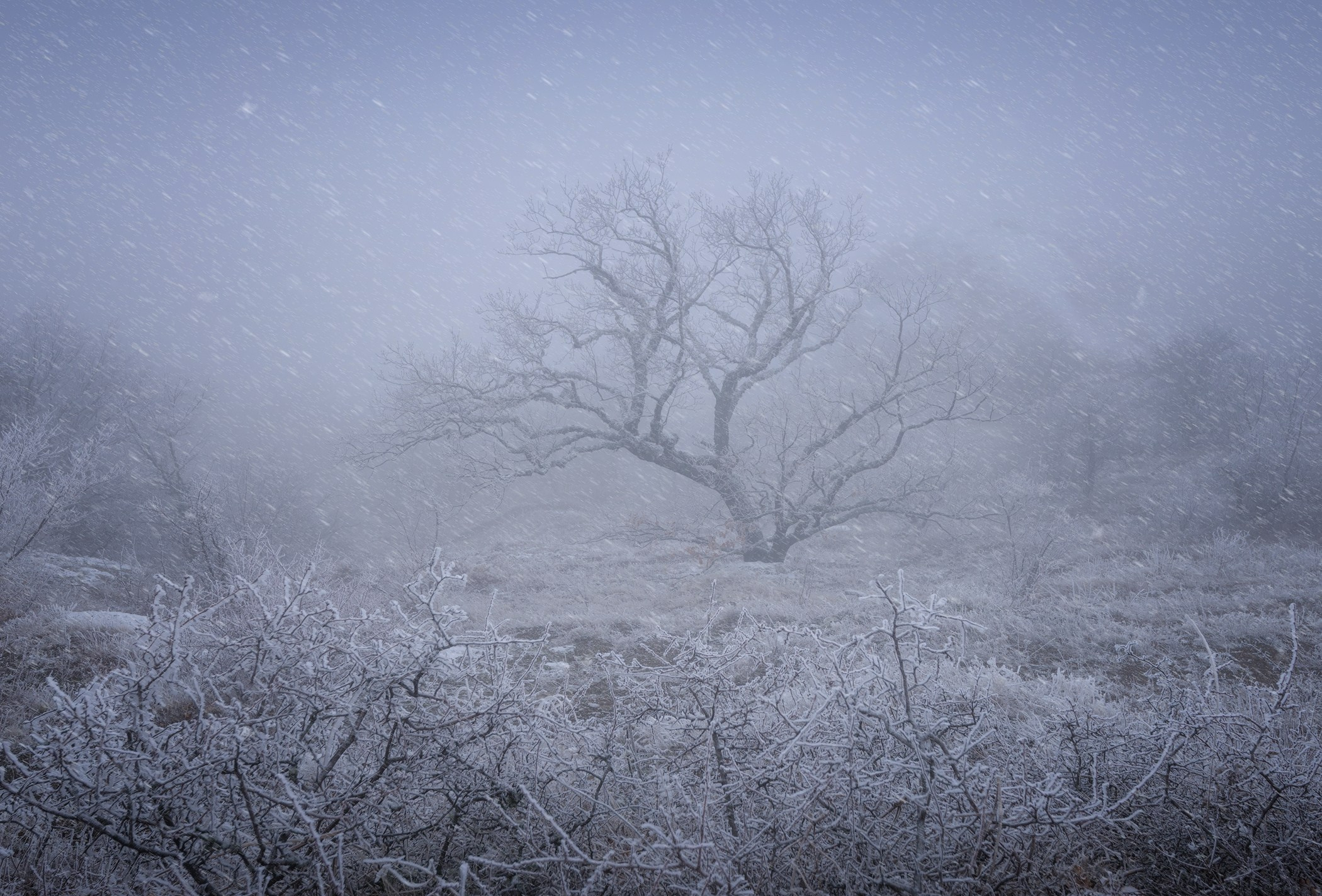 Volkovart.ru forest landscapes. Volkovart.online nature photography