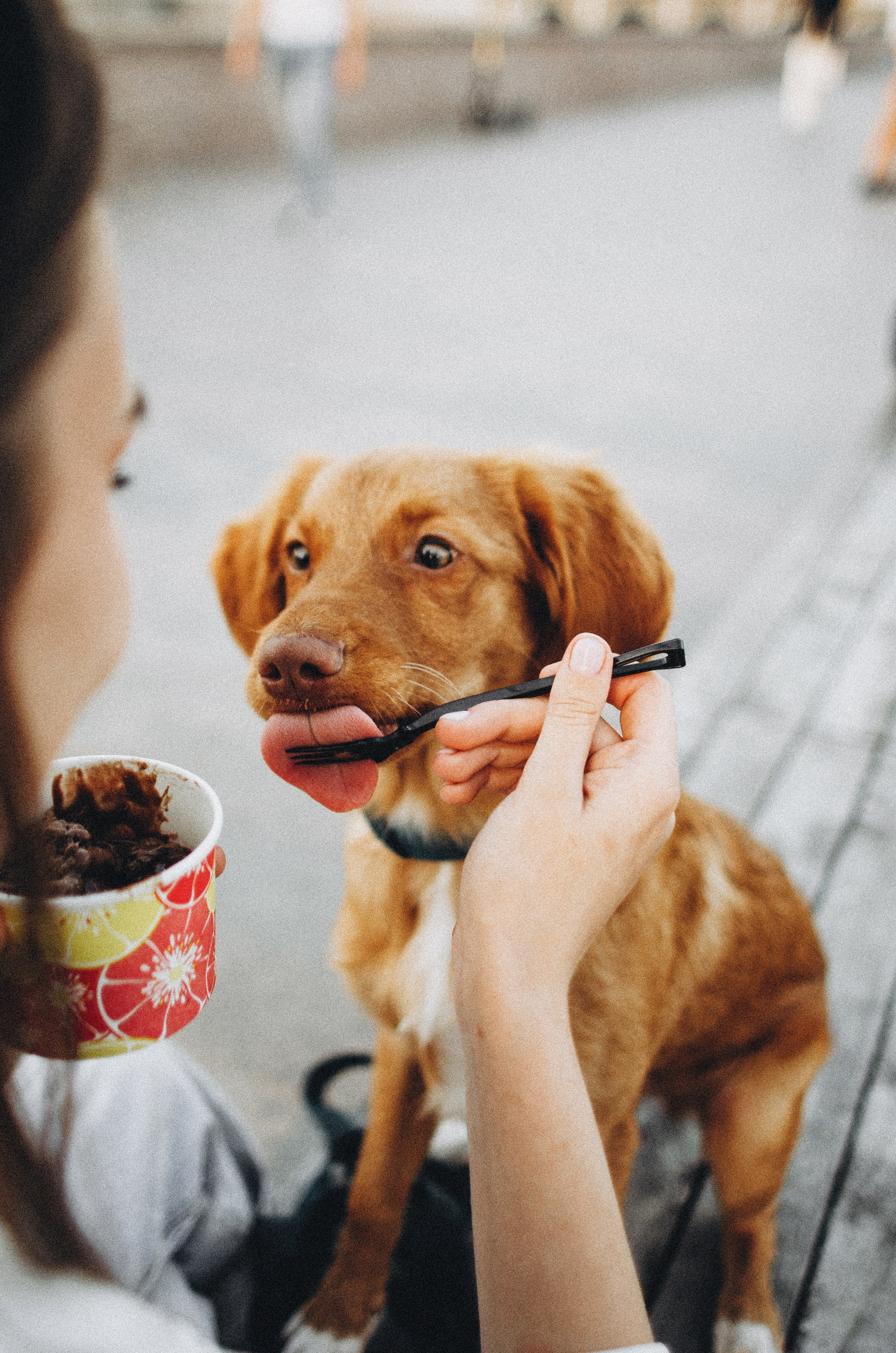 Вика и Хардин. Фотограф-анималист Богданова Полина