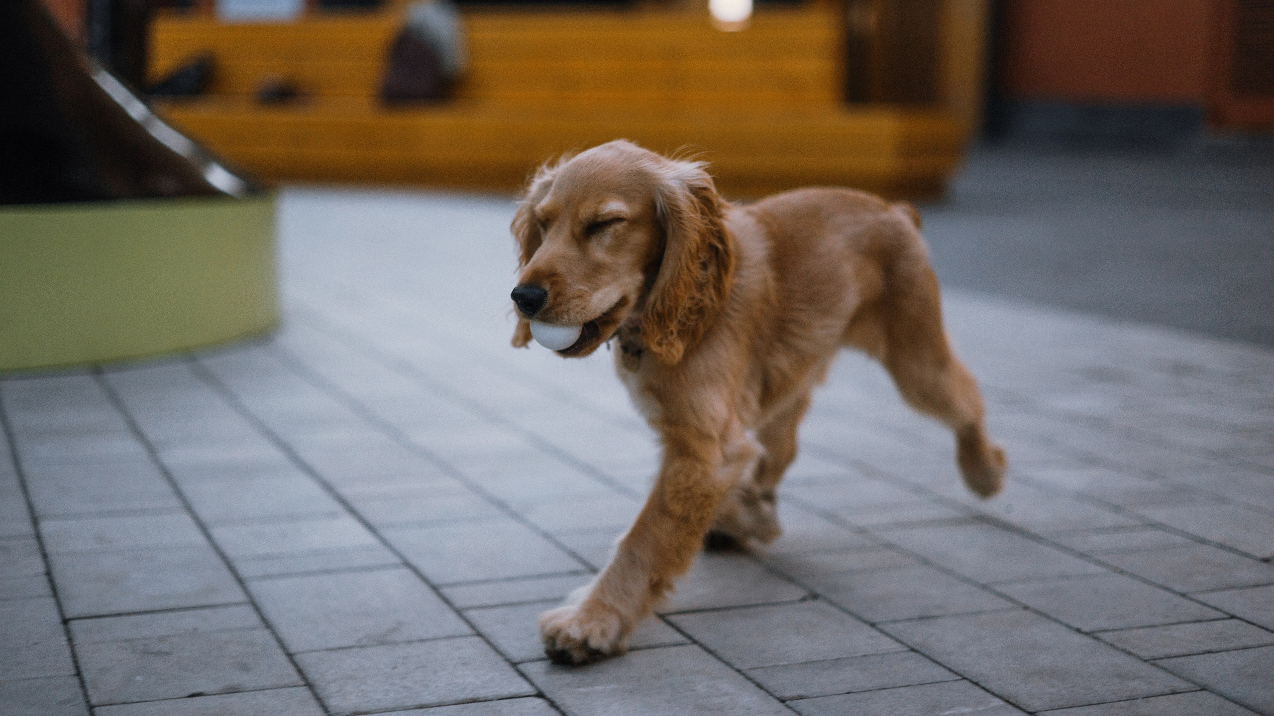 Аня, Андрей и Юта. Фотограф-анималист Богданова Полина