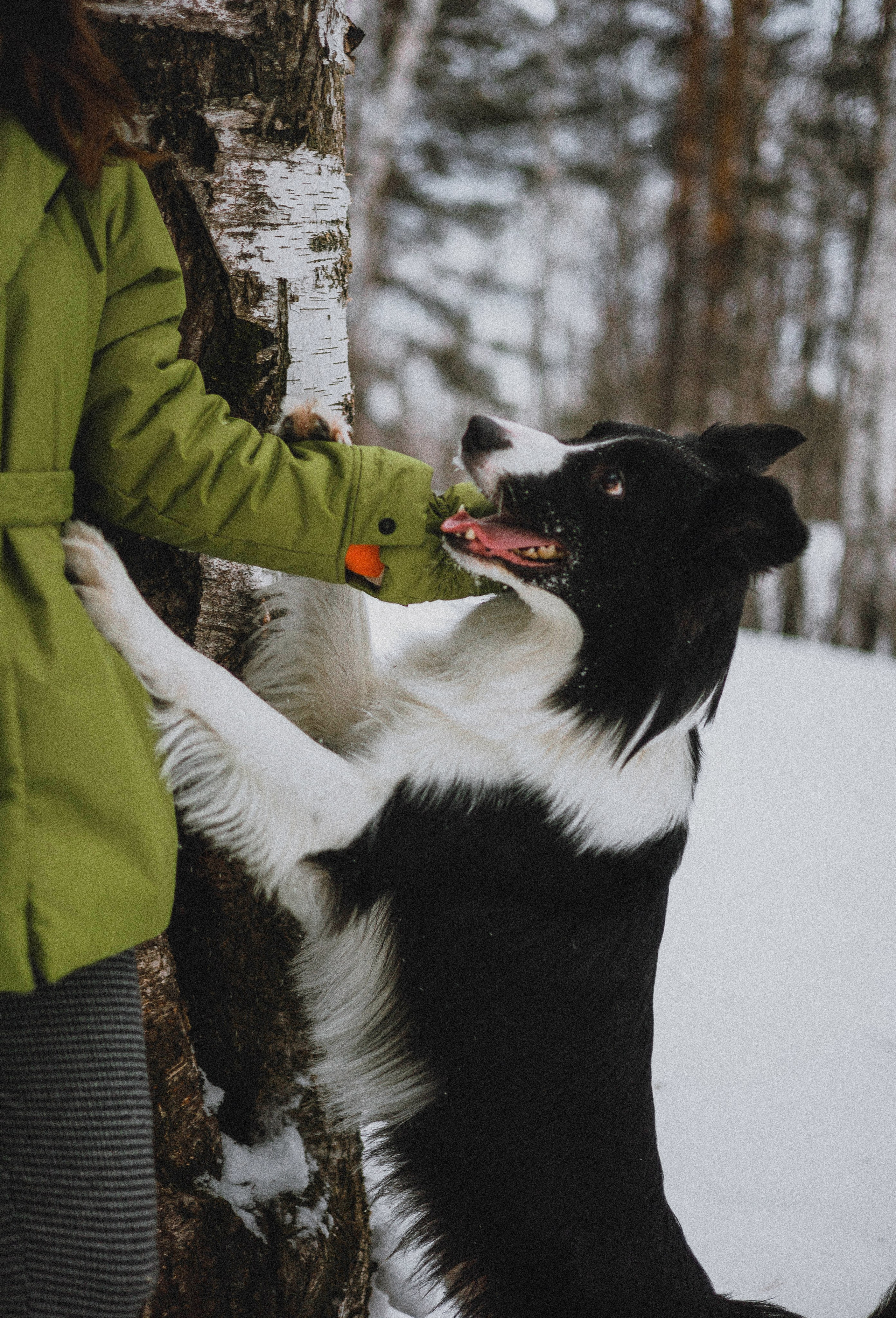 Маша, Рэм и Ньютон. Фотограф-анималист Богданова Полина