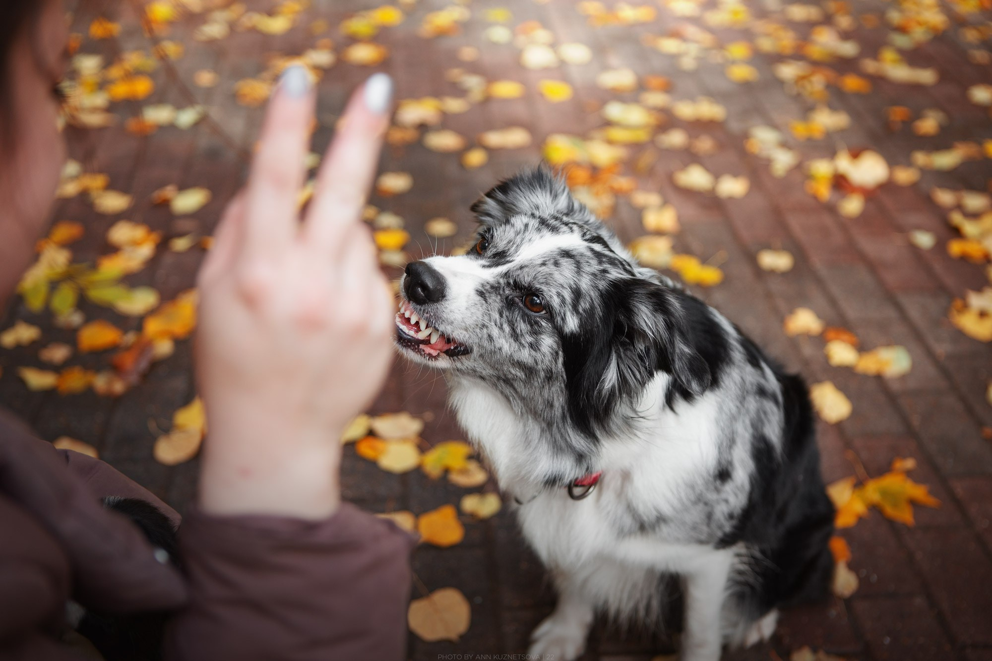 Оди и Юки. Фотограф анималист Кузнецова Анна Нижний Новгород