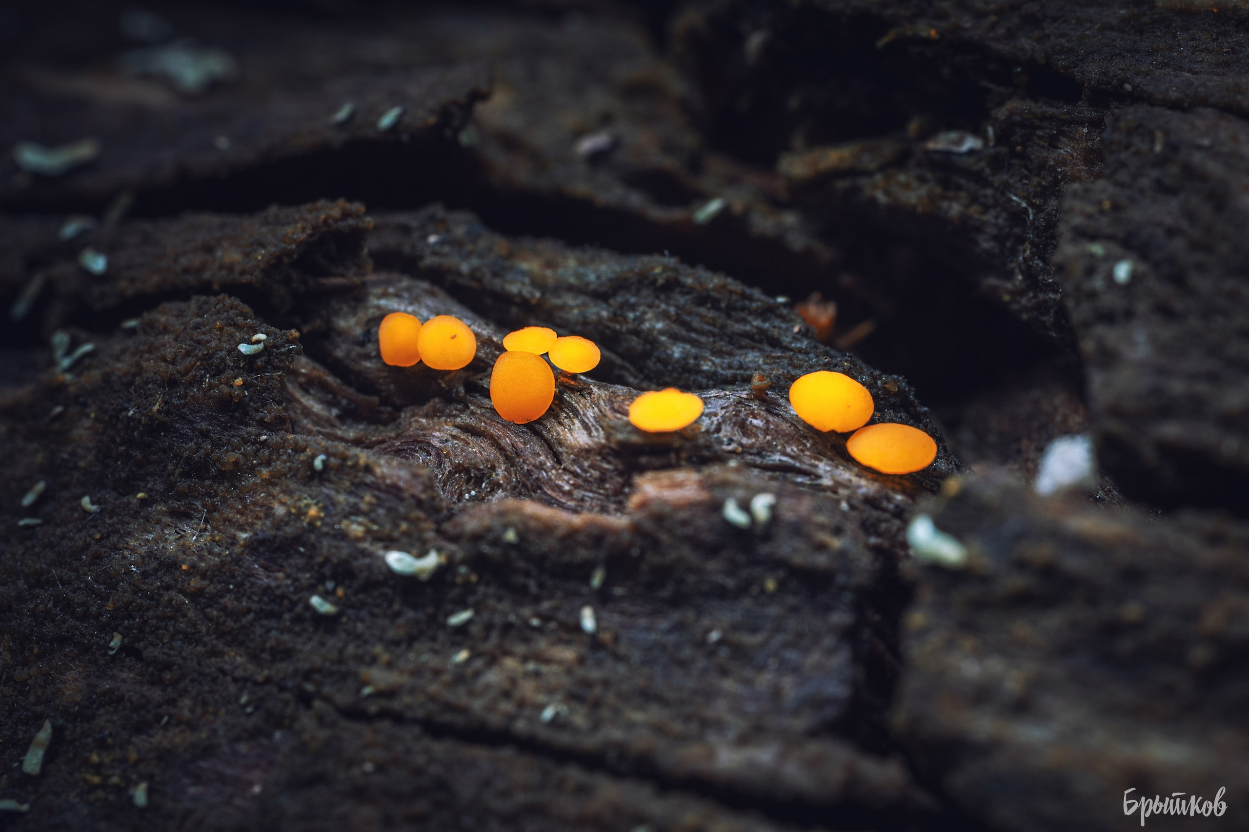 Макрофото. Николай Брытков — фотограф в Туле