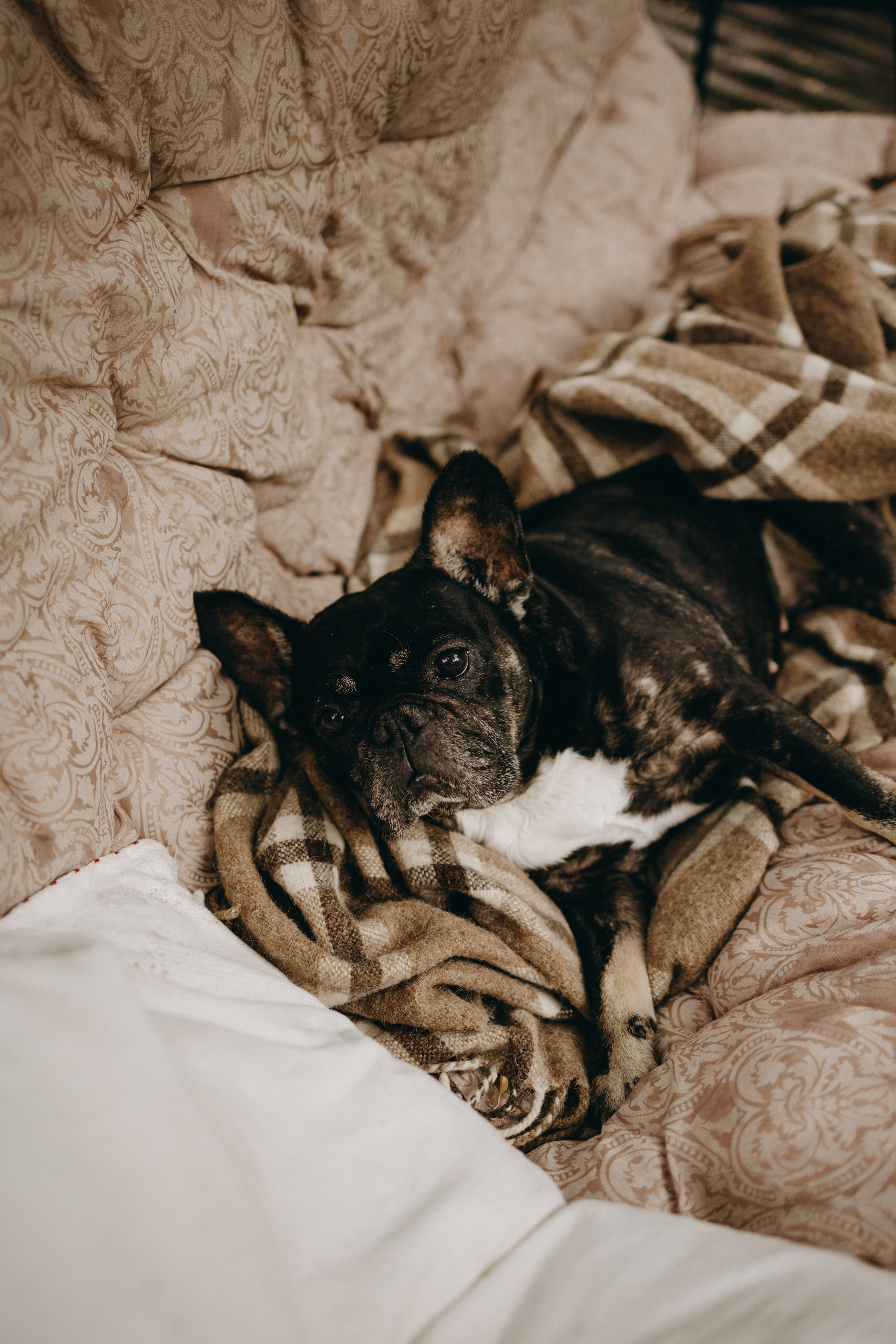 Софа и ее хвостики. Фотограф — Анималист | Санкт-Петербург