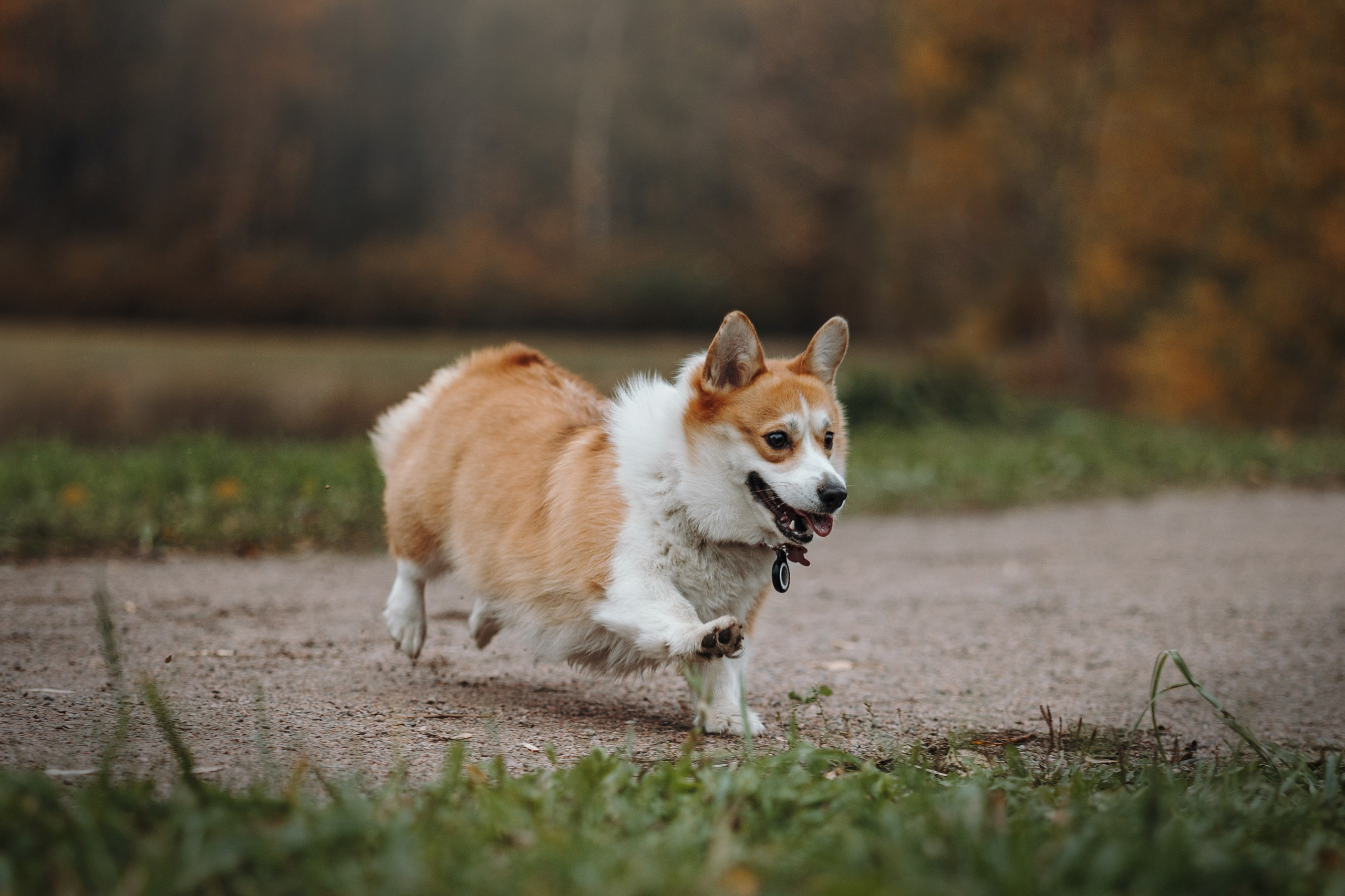 Юля и Терри. Фотограф — Анималист | Санкт-Петербург
