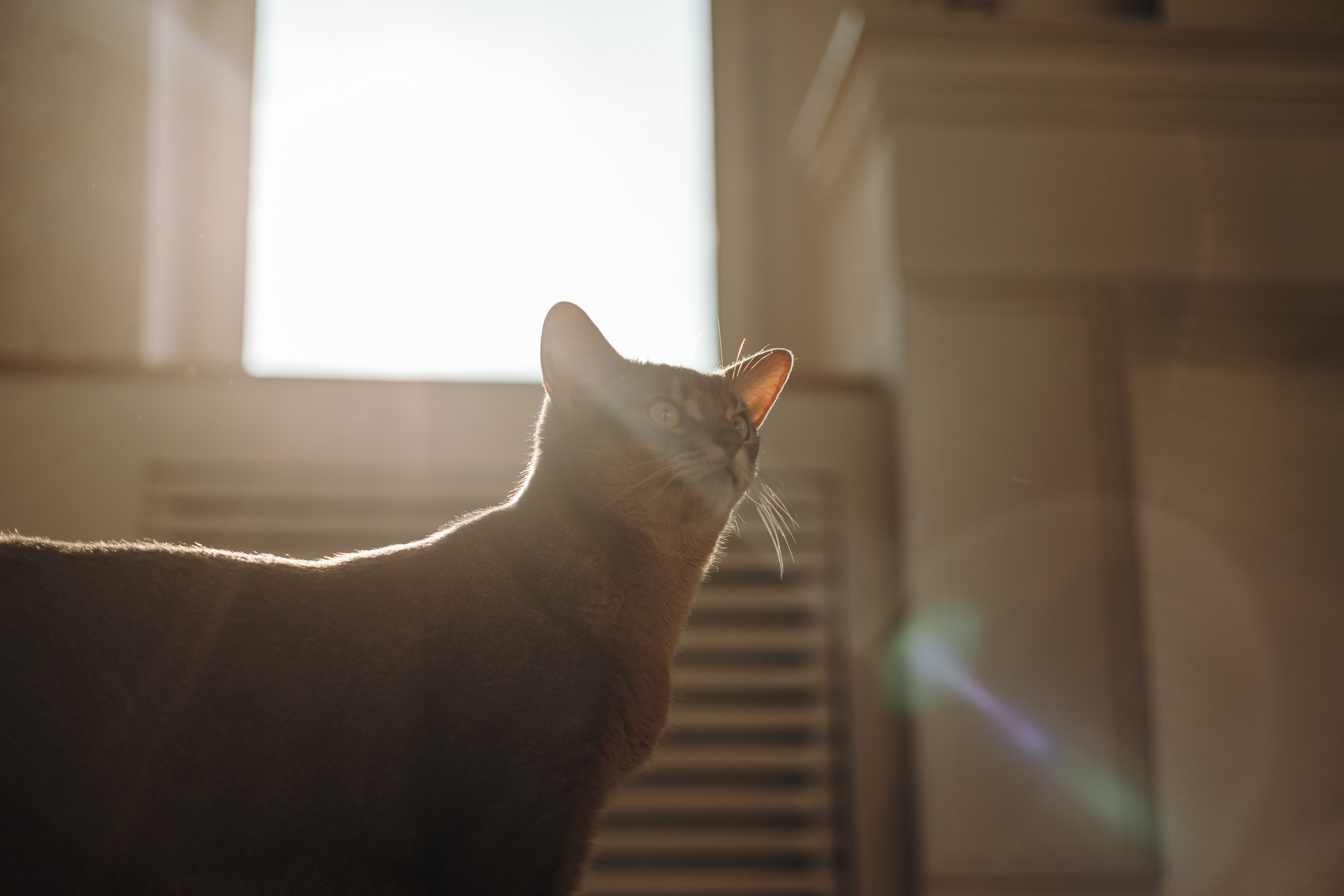 Циско и его семья. Фотограф — Анималист | Санкт-Петербург