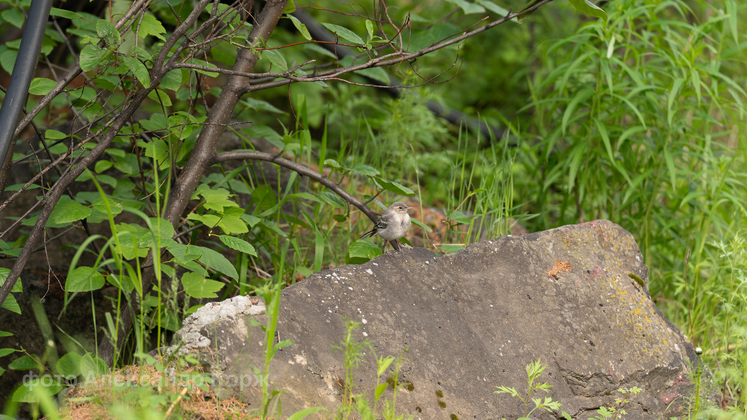 Животные. Фотографии и видеосъемка, Айхал, Удачный, Якутия. Фотографии Айхал