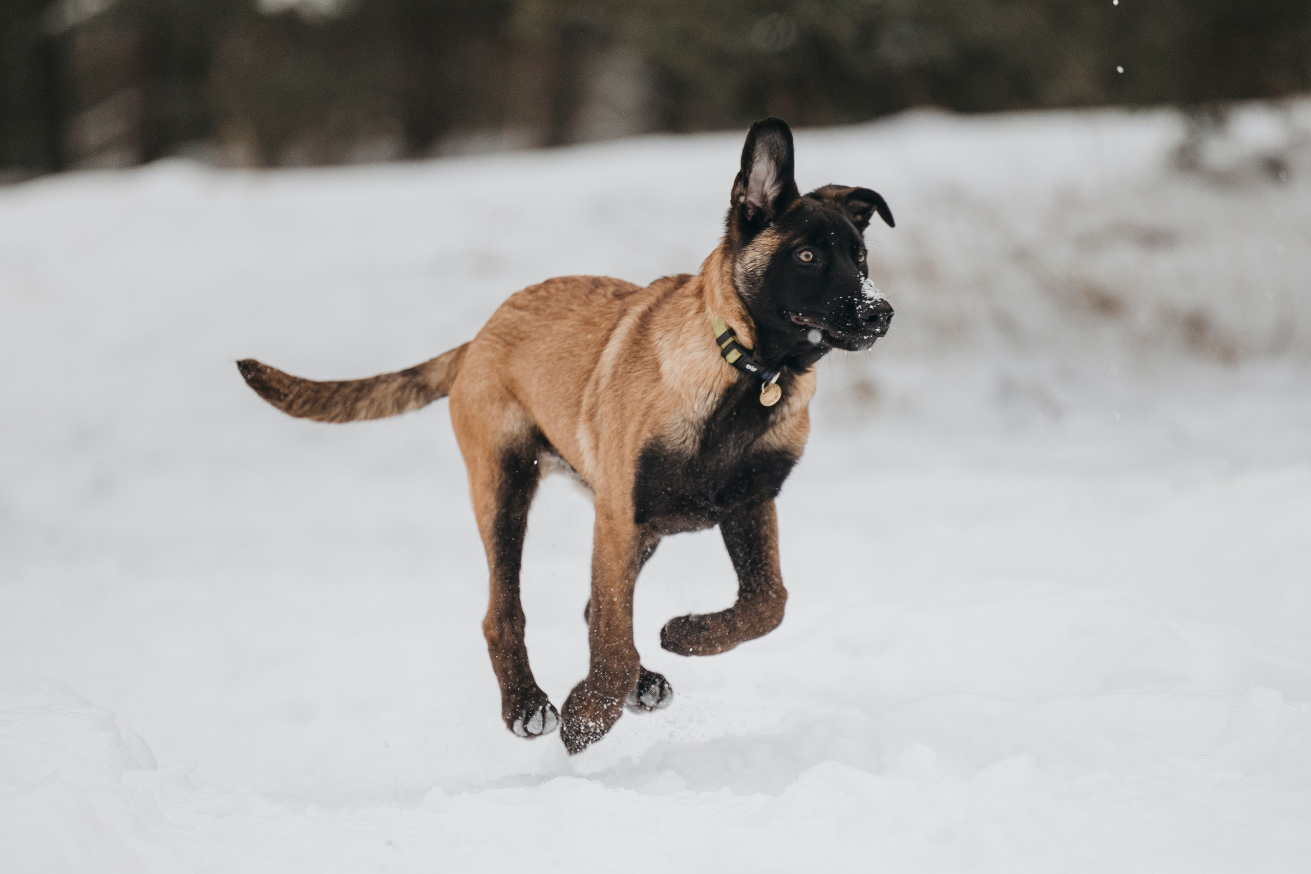 Даша, Омен, Айс и Рицу. Фотограф-анималист Анна Маринич