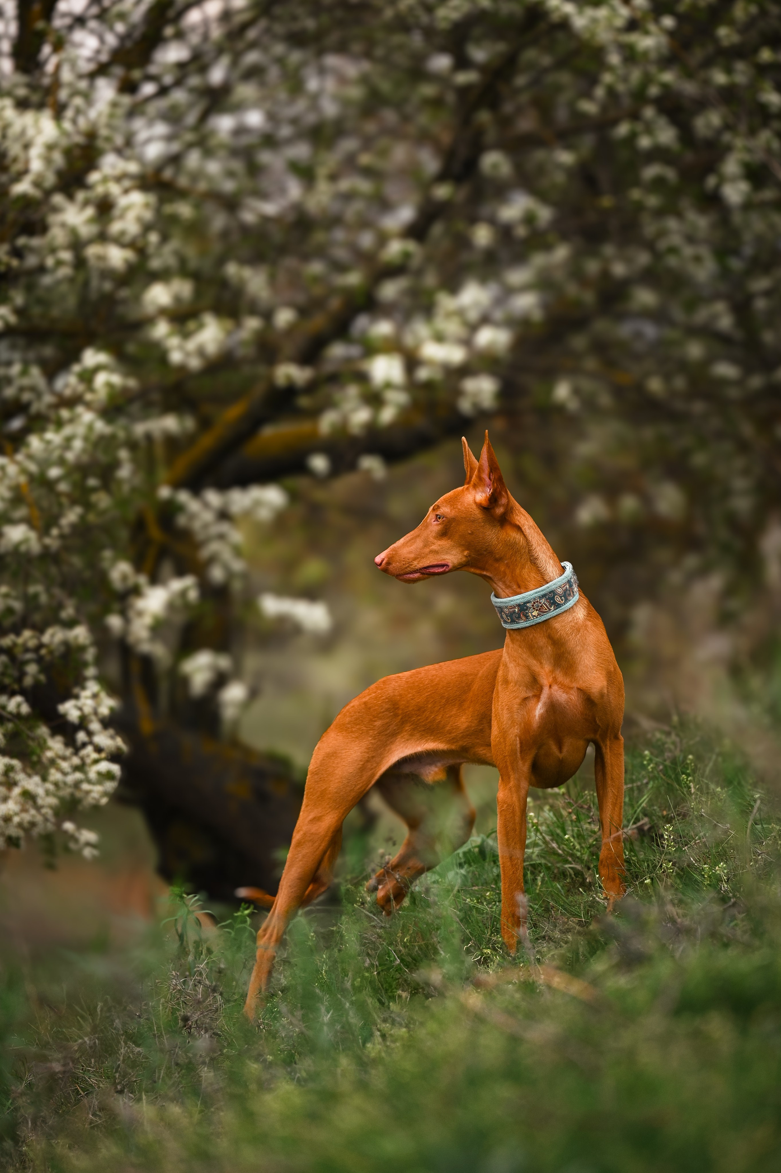 Фараонова собака Ромарио. Фотограф в Ростове —на — Дону