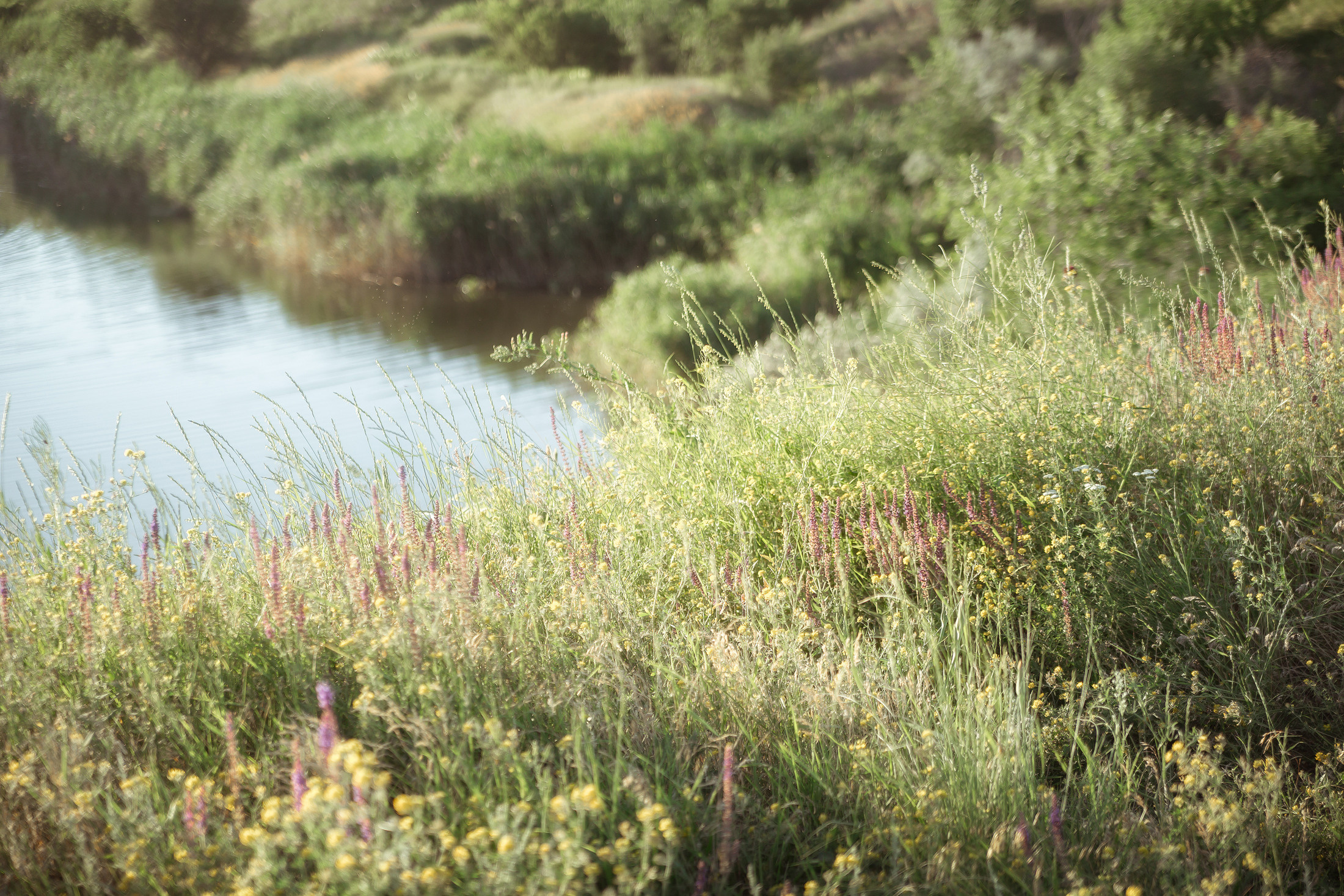 Мария. Свадебный и семейный фотограф  Новочеркасск Виктория Литвиненко